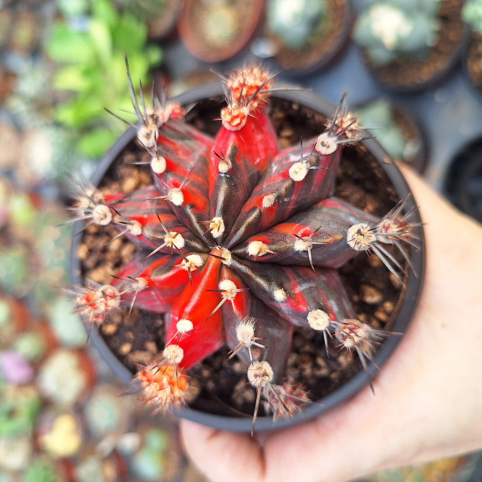 Cactus (Gymnocalycium variegata)