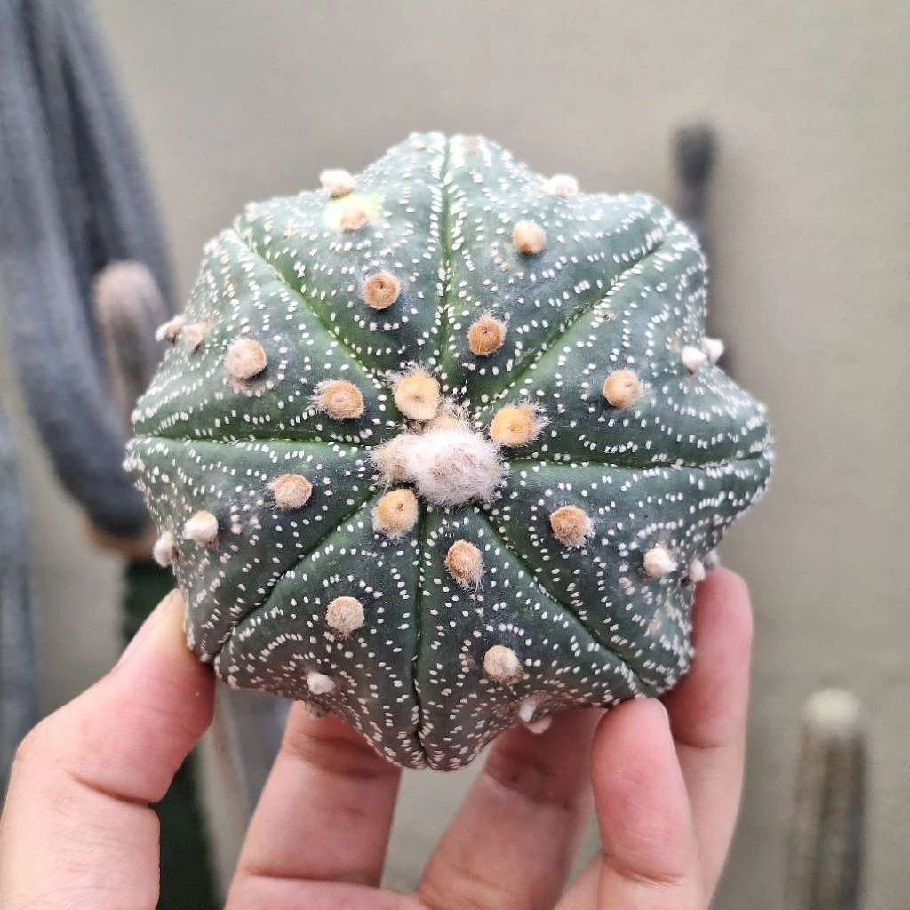 Cactus (Astrophytum Asterias 海星兜)