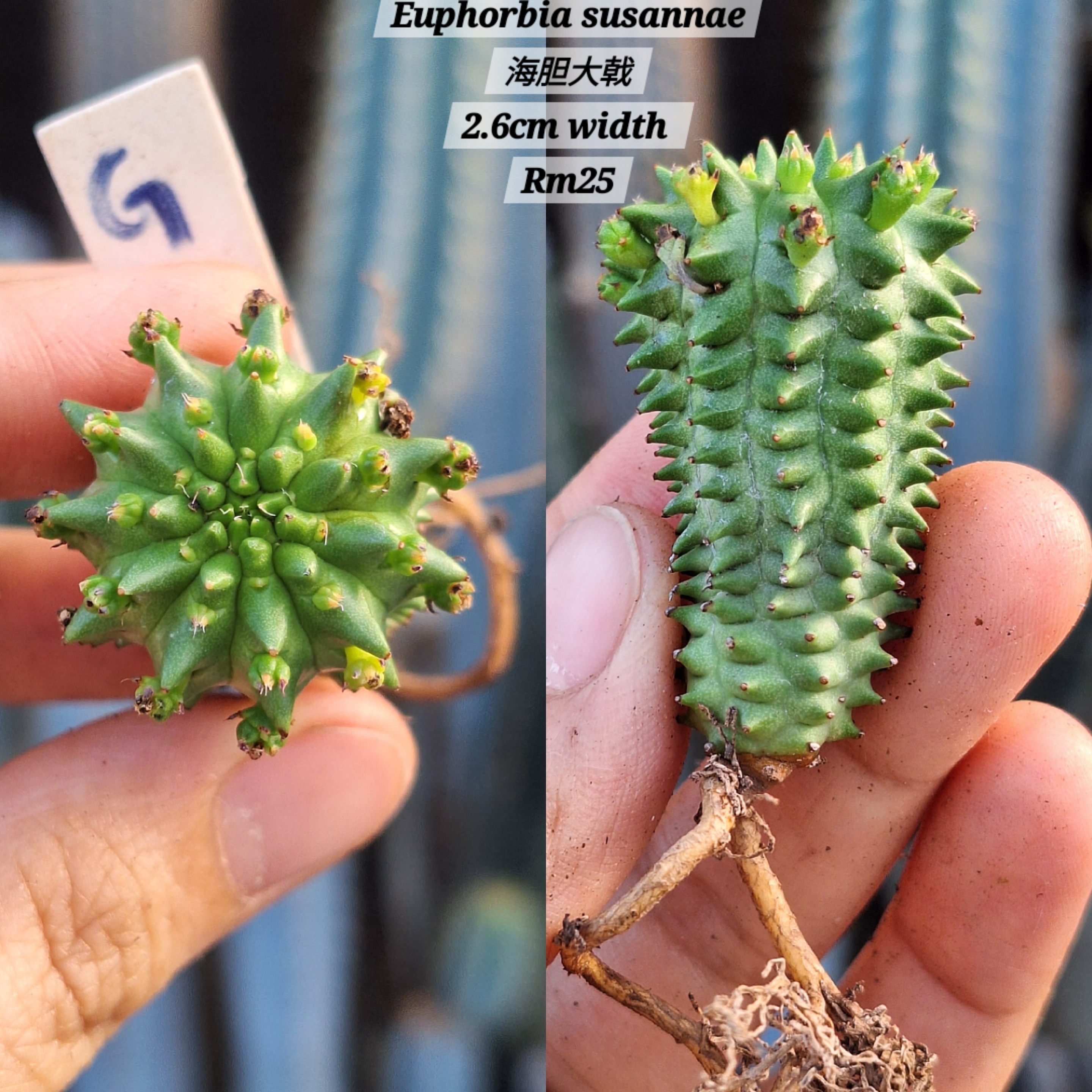 Plant (Euphorbia susannae 海胆大戟 )