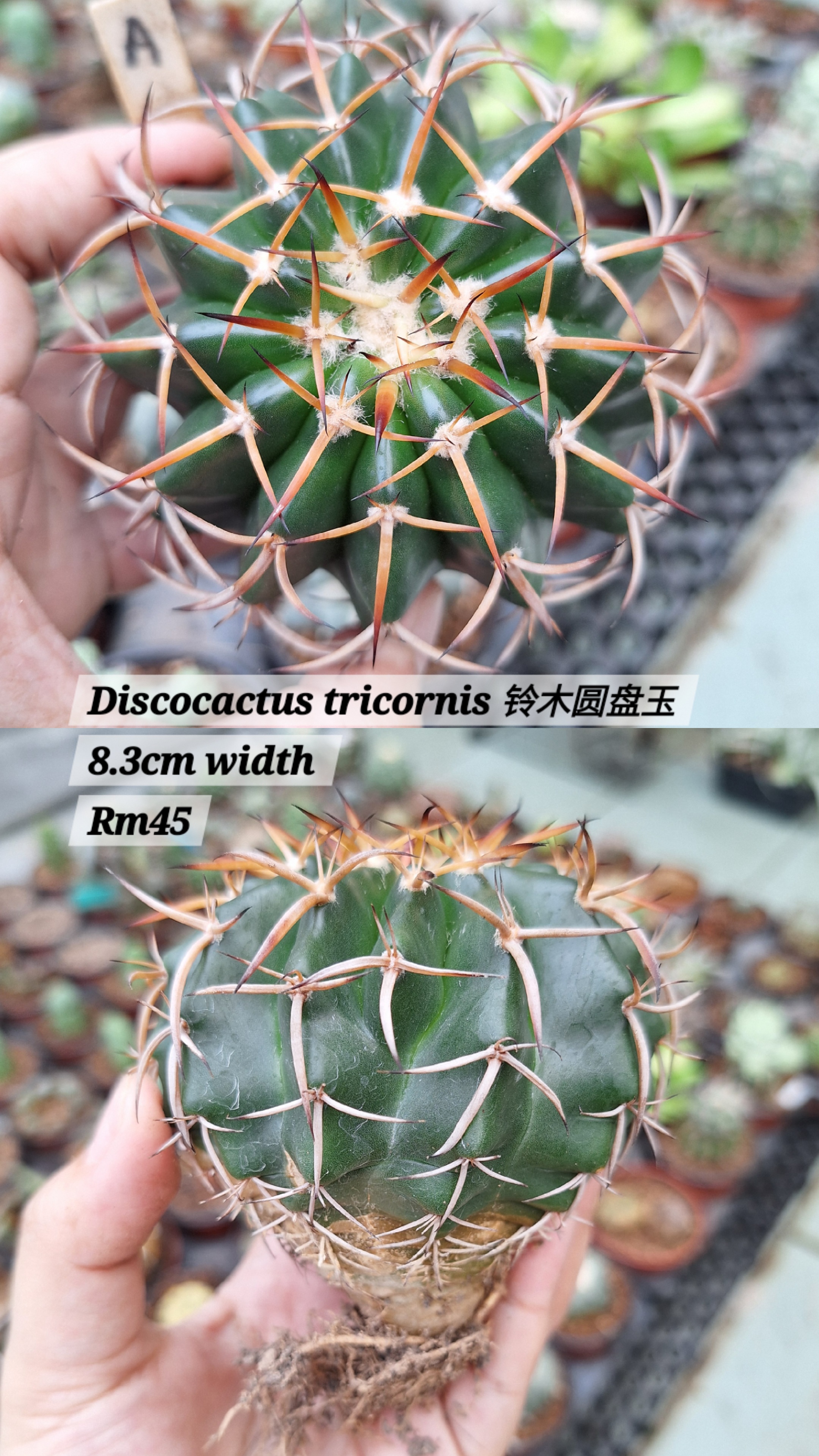 Cactus (Discocactus tricornis 铃木圆盘玉)