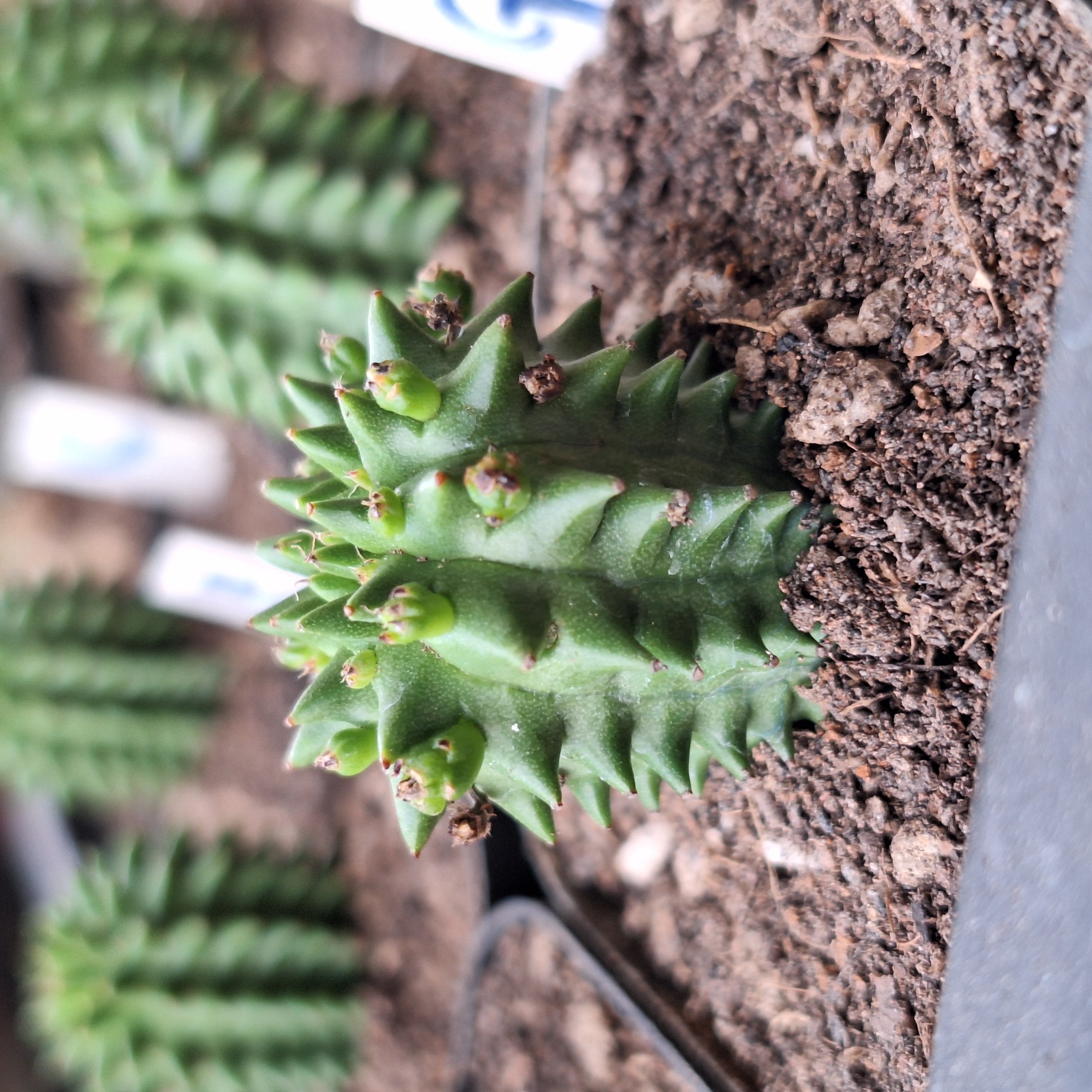 Plant (Euphorbia susannae 海胆大戟 )