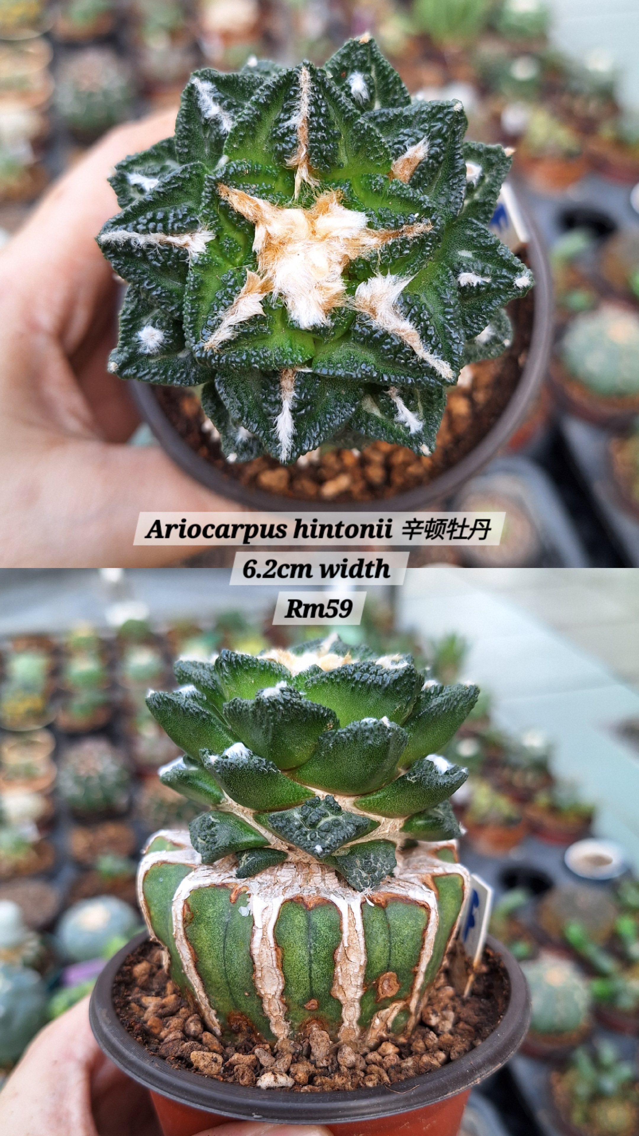 Cactus (Ariocarpus hintonii 辛顿牡丹)