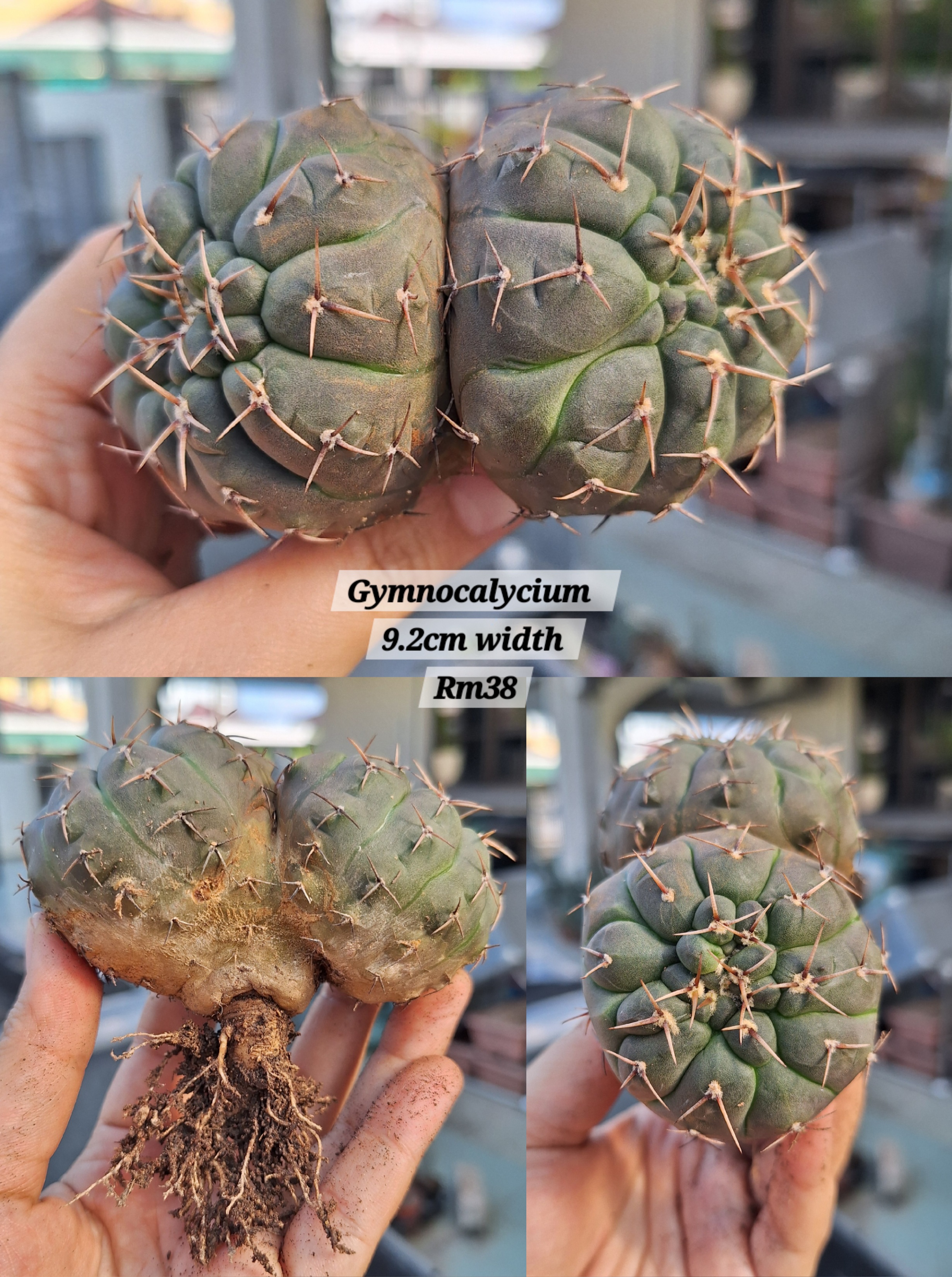 Cactus (Gymnocalycium)
