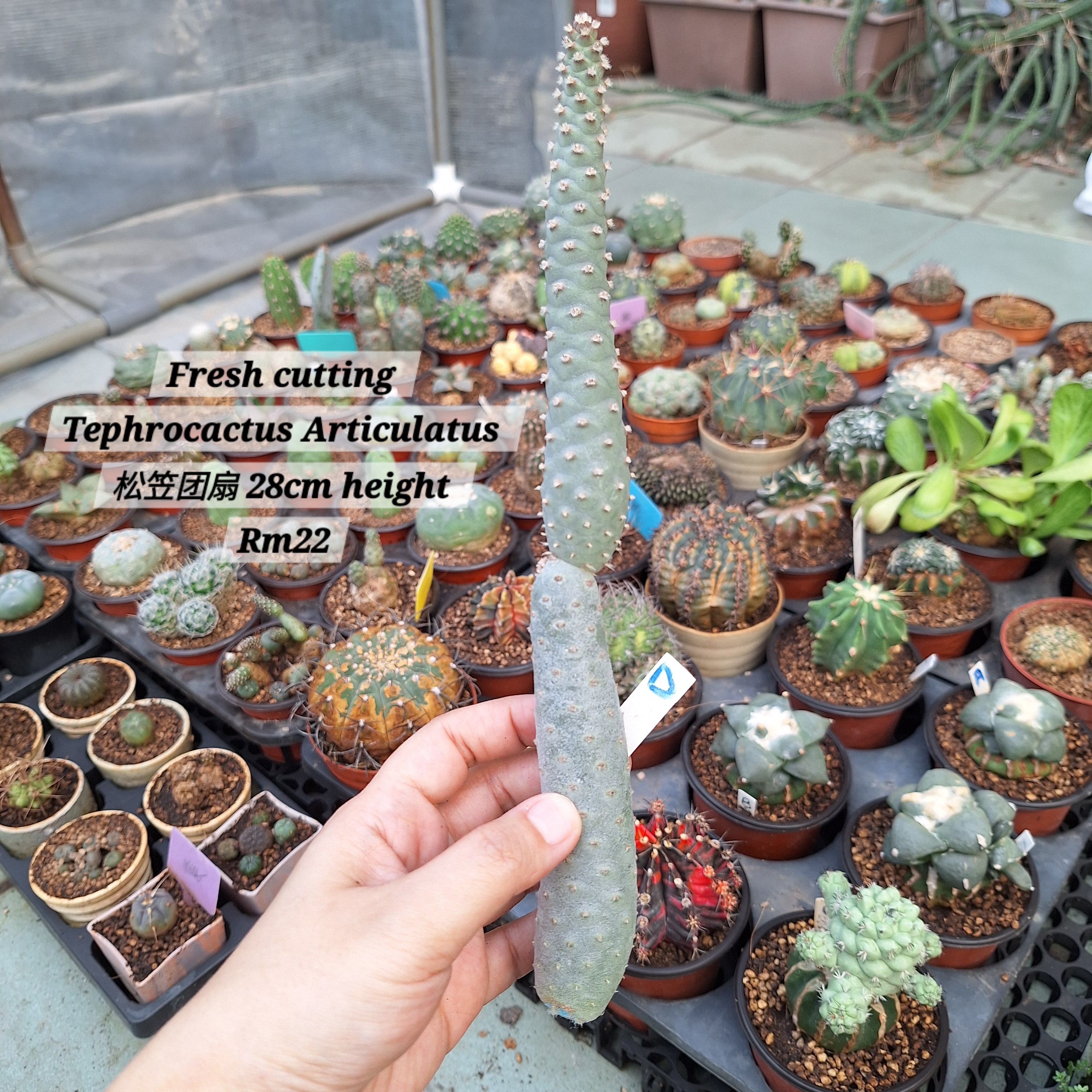 Cactus (Tephrocactus Articulatus 松笠团扇)