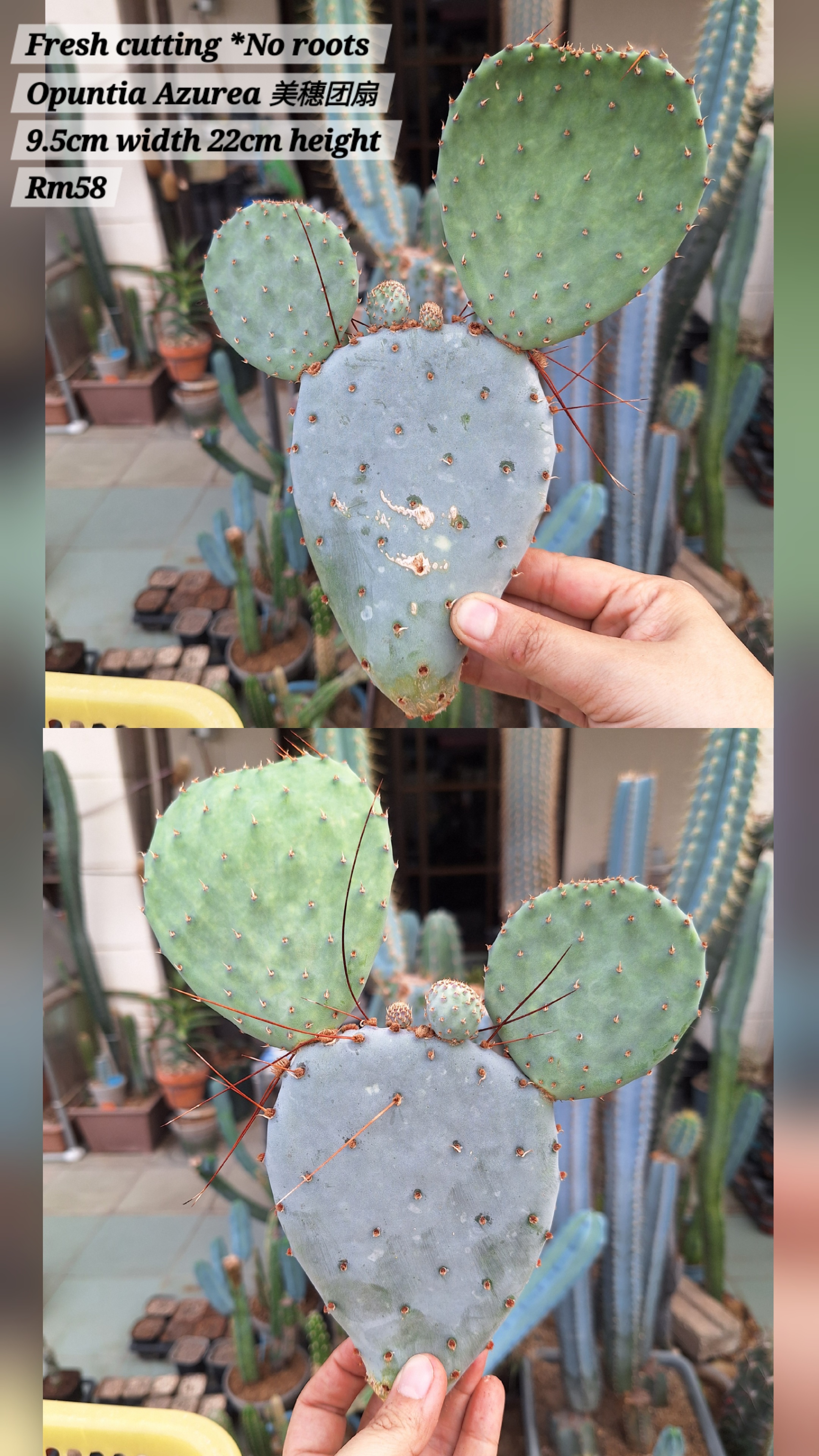 Cactus (Opuntia Azurea 美穗团扇)