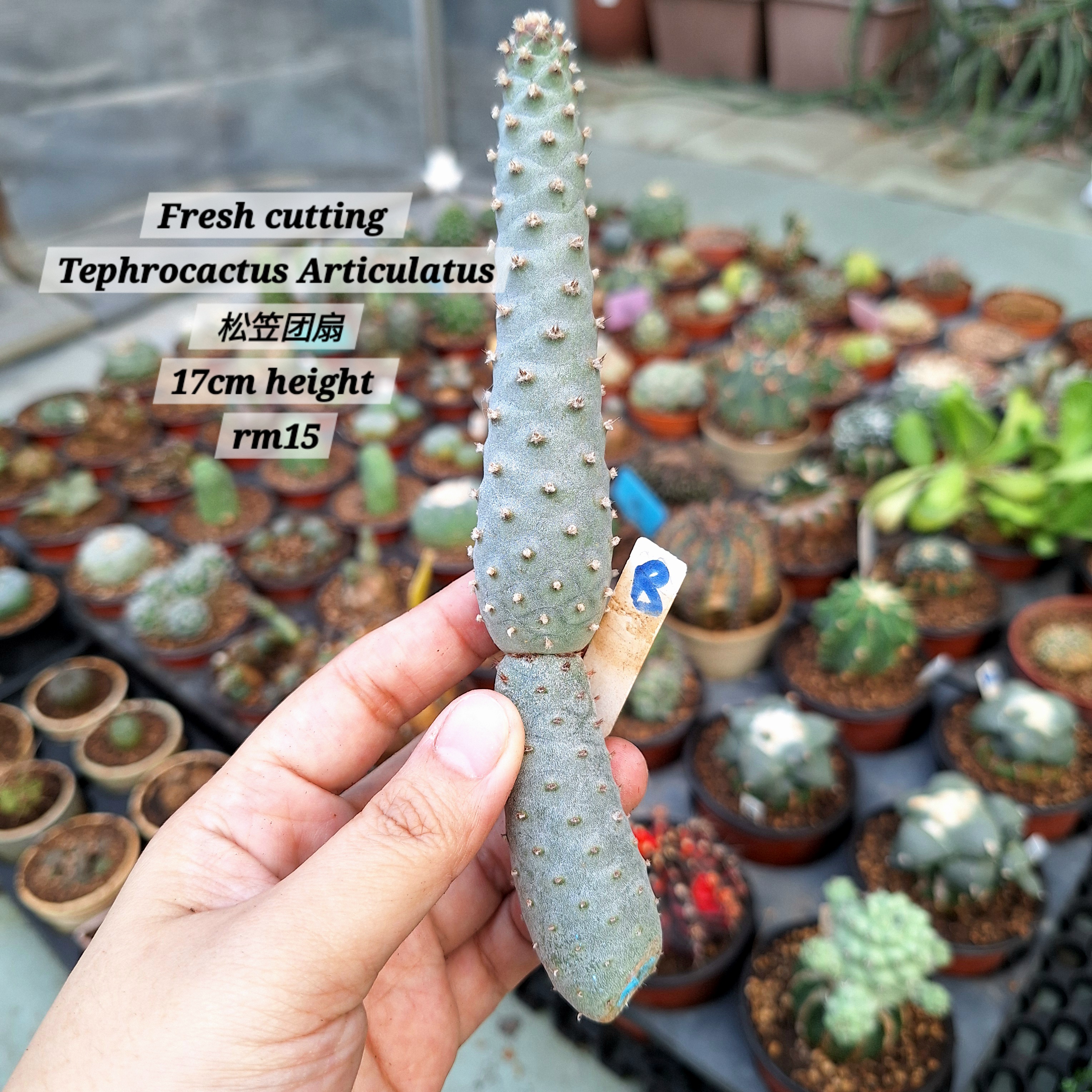 Cactus (Tephrocactus Articulatus 松笠团扇)