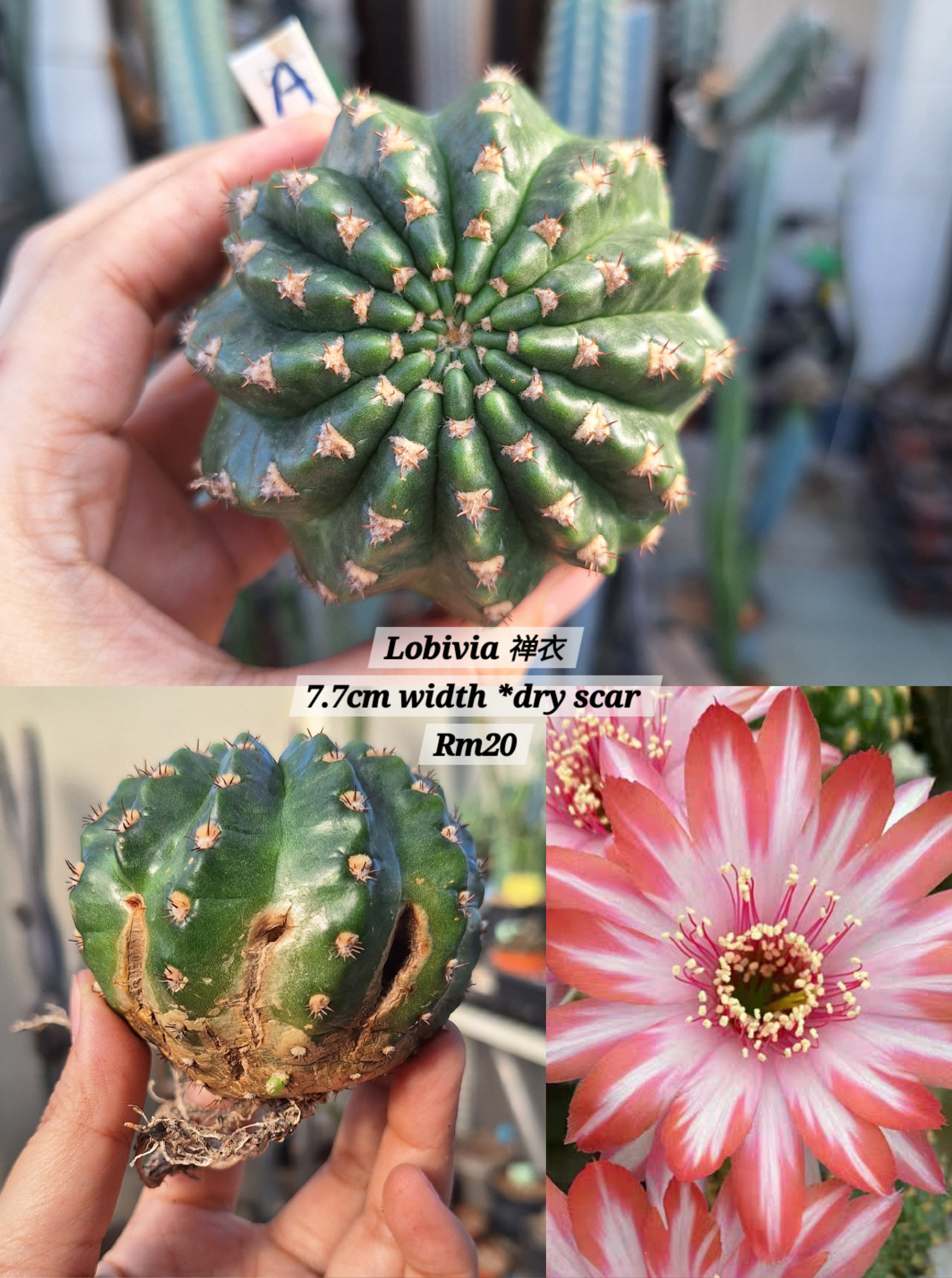  Cactus ( Lobivia 禅衣)