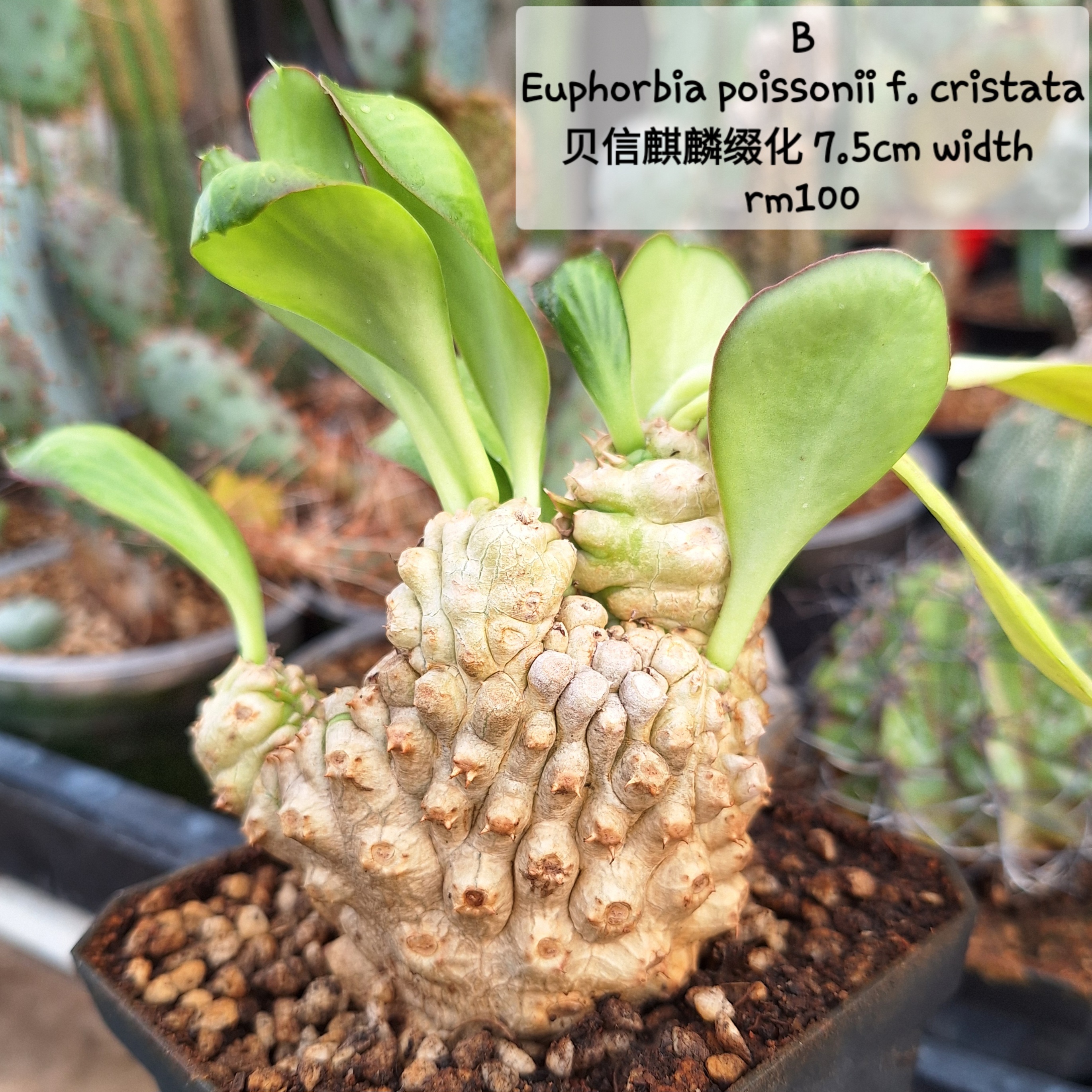 Plant (Euphorbia poissonii f. cristata贝信麒麟缀化)