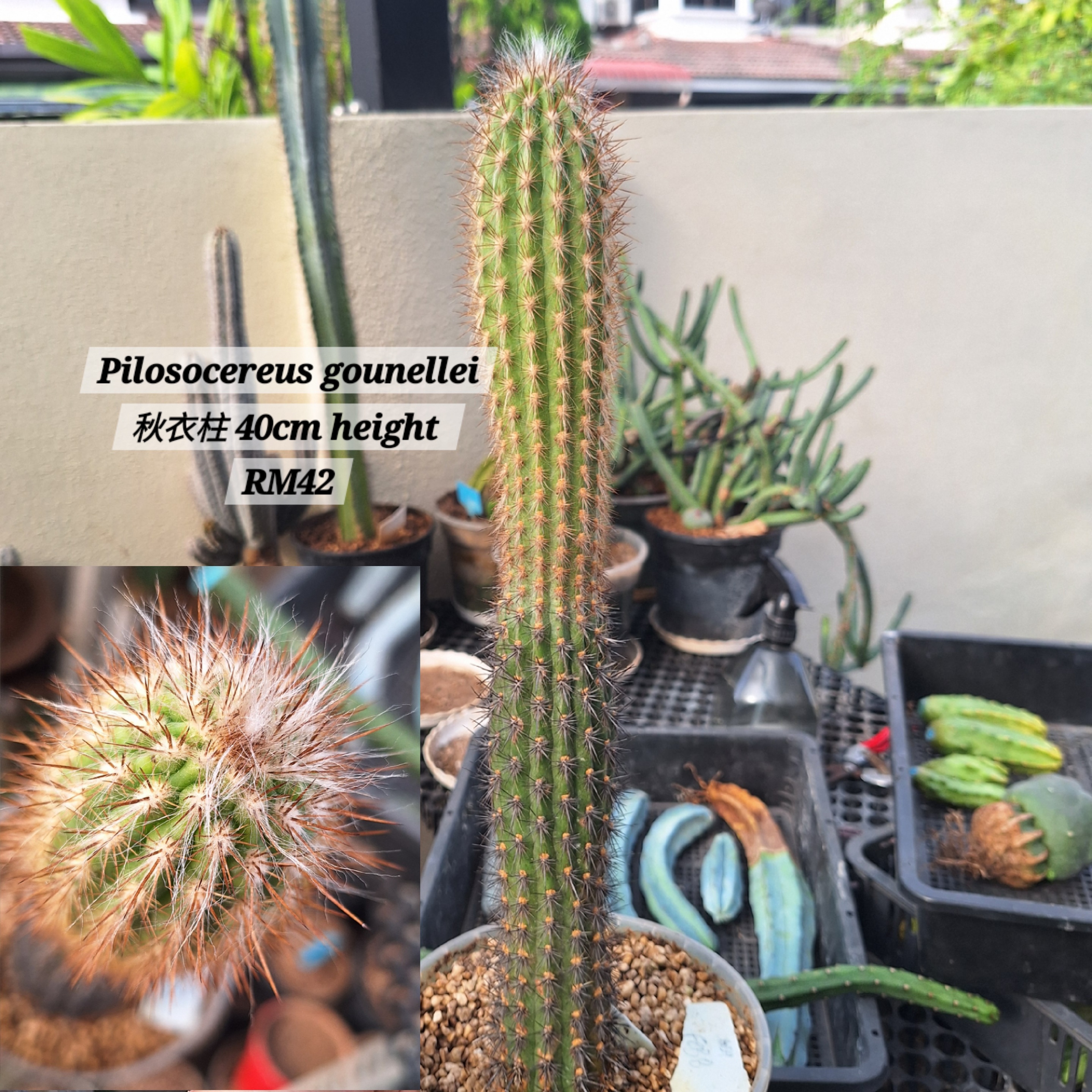 Cactus (Pilosocereus Gounellei 秋衣柱)