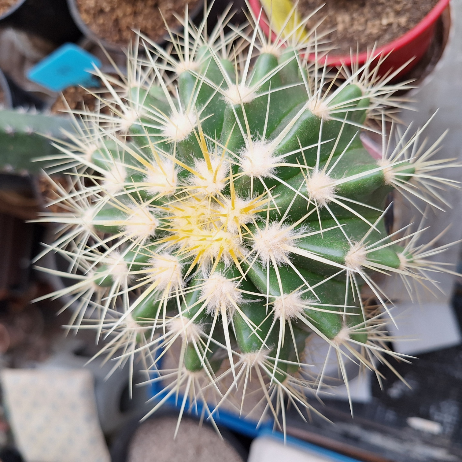 Catus ( Golden barrel )