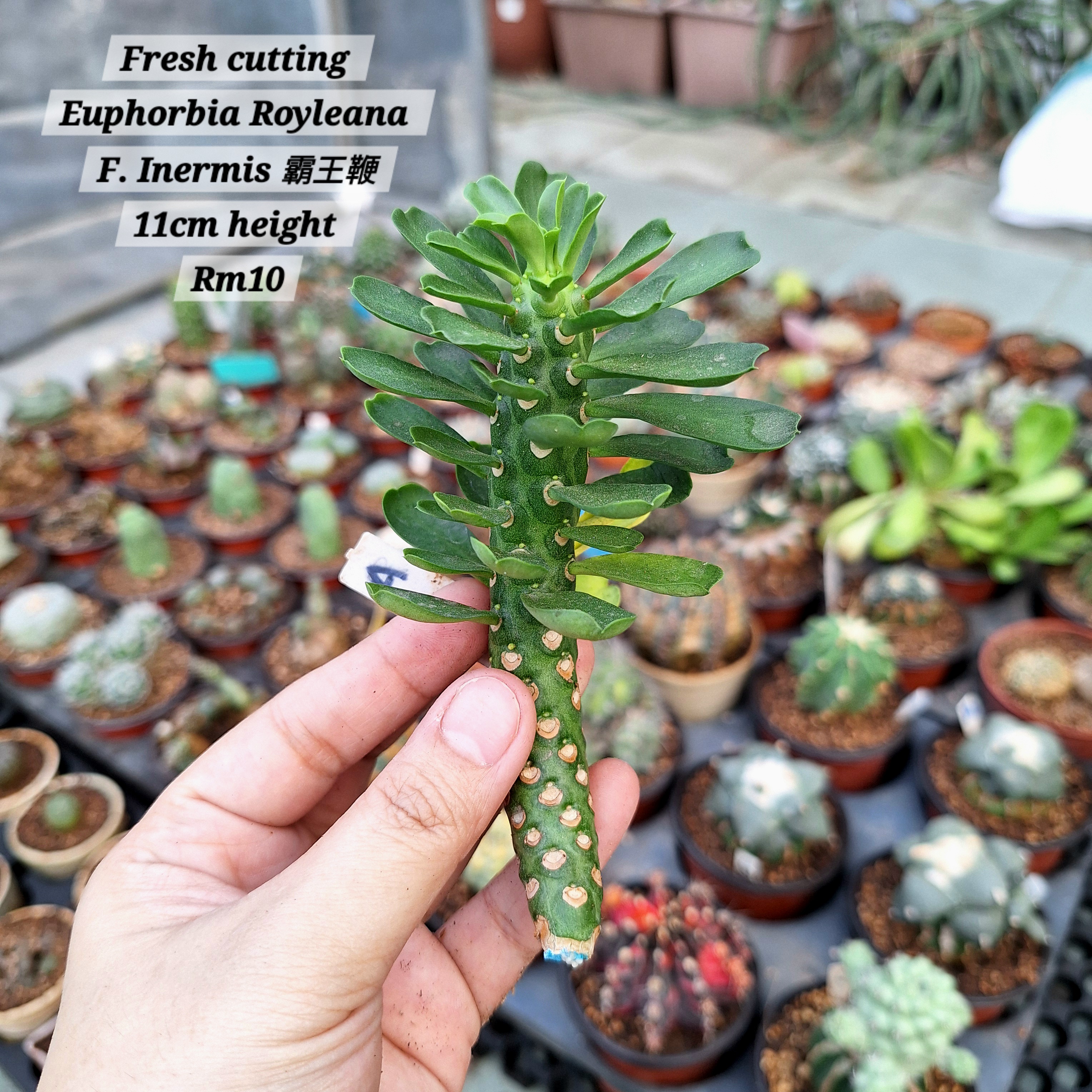 Plant (Euphorbia Royleana F. Inermis 霸王鞭 )