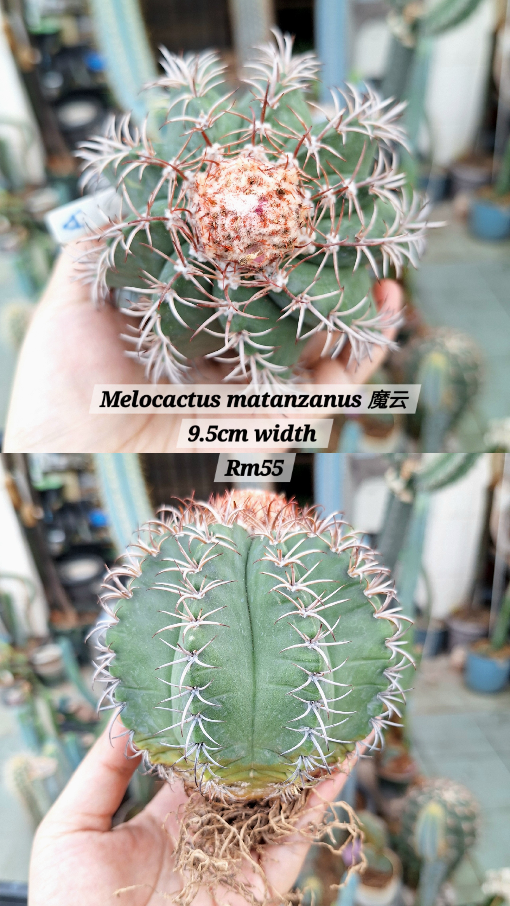  Cactus (Melocactus matanzanus 魔云)