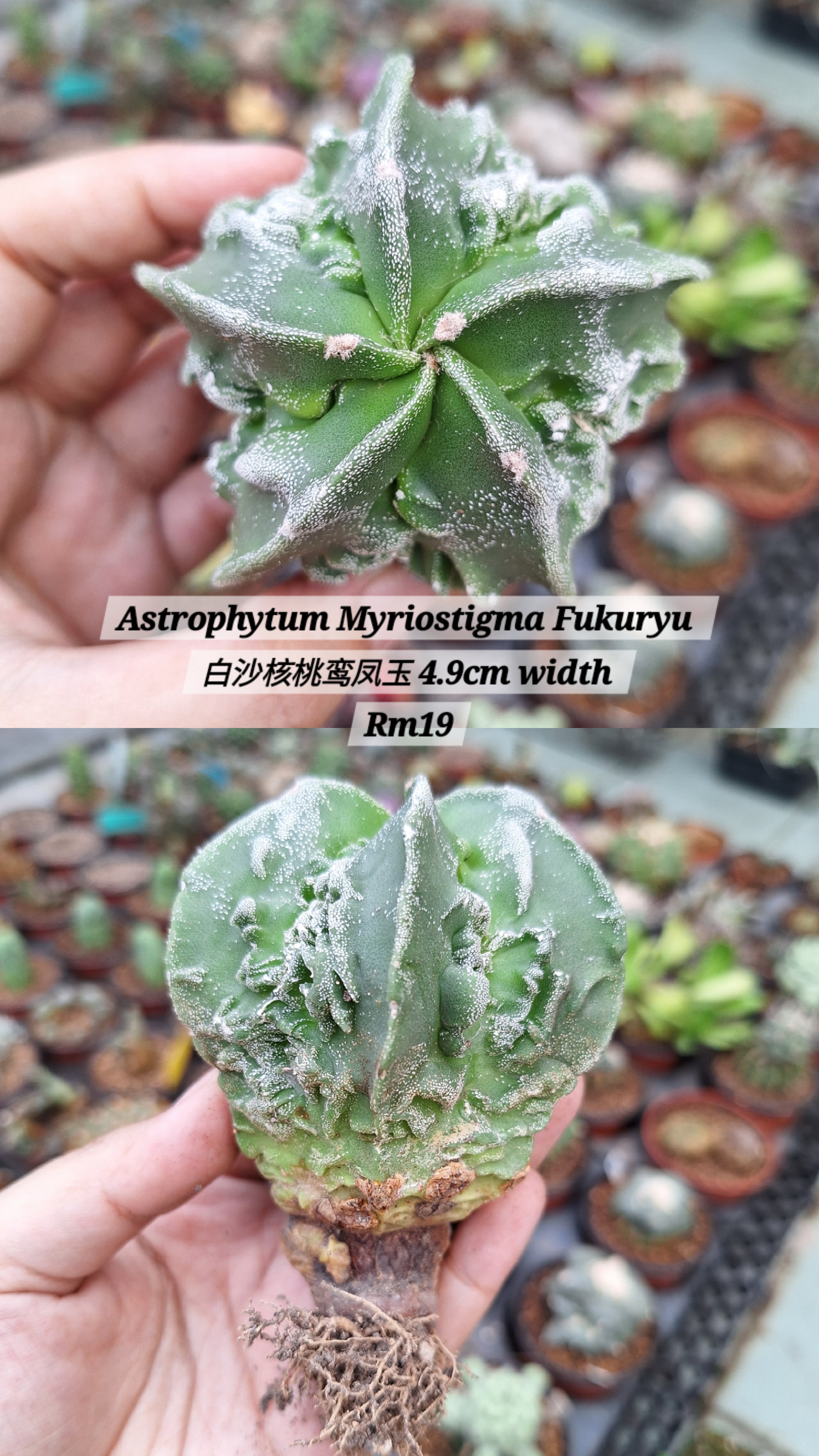 Cactus (Astrophytum Myriostigma Fukuryu 白沙核桃鸾凤玉)