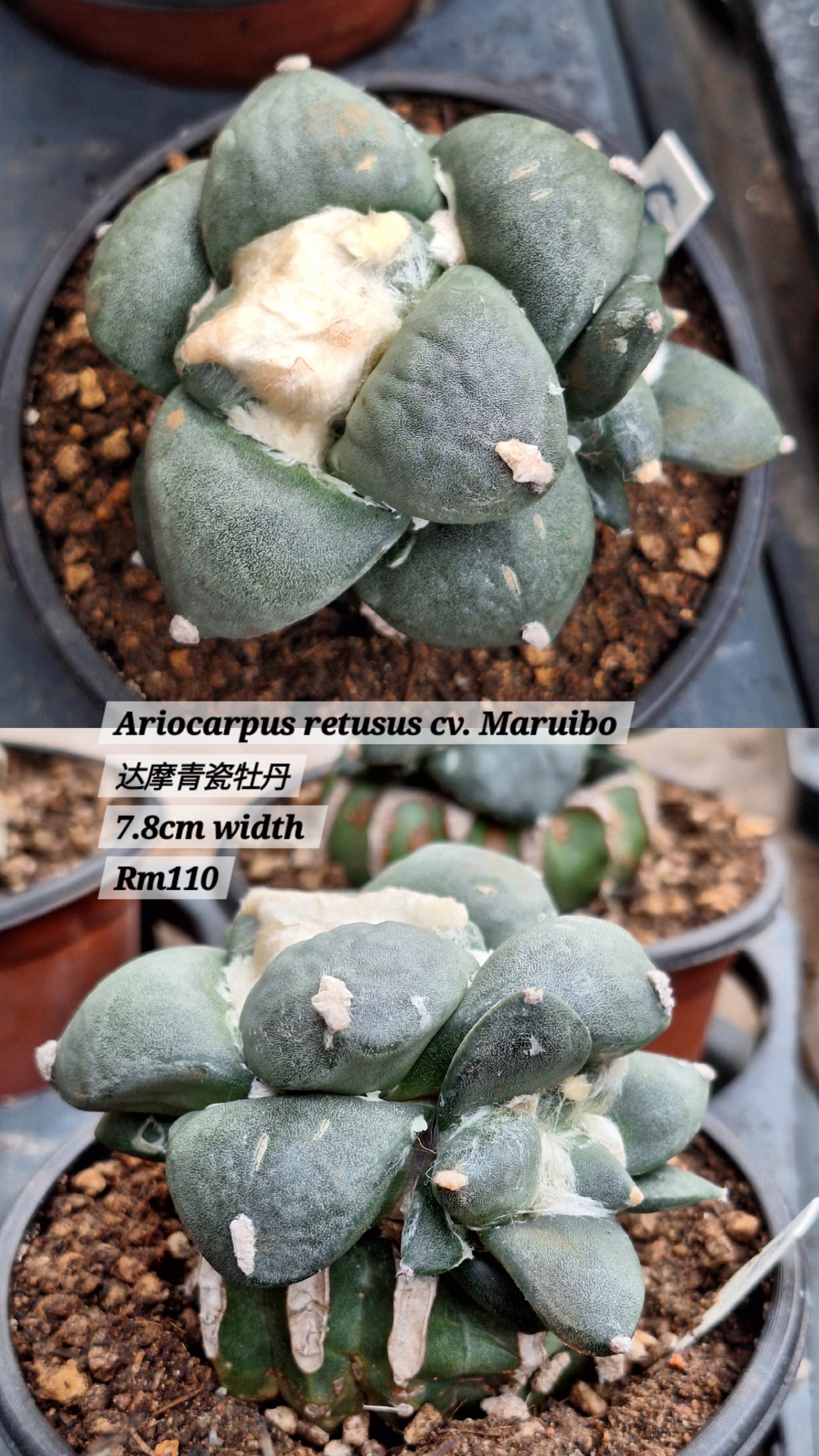 Cactus (Ariocarpus retusus cv. Maruibo 达摩青瓷牡丹)