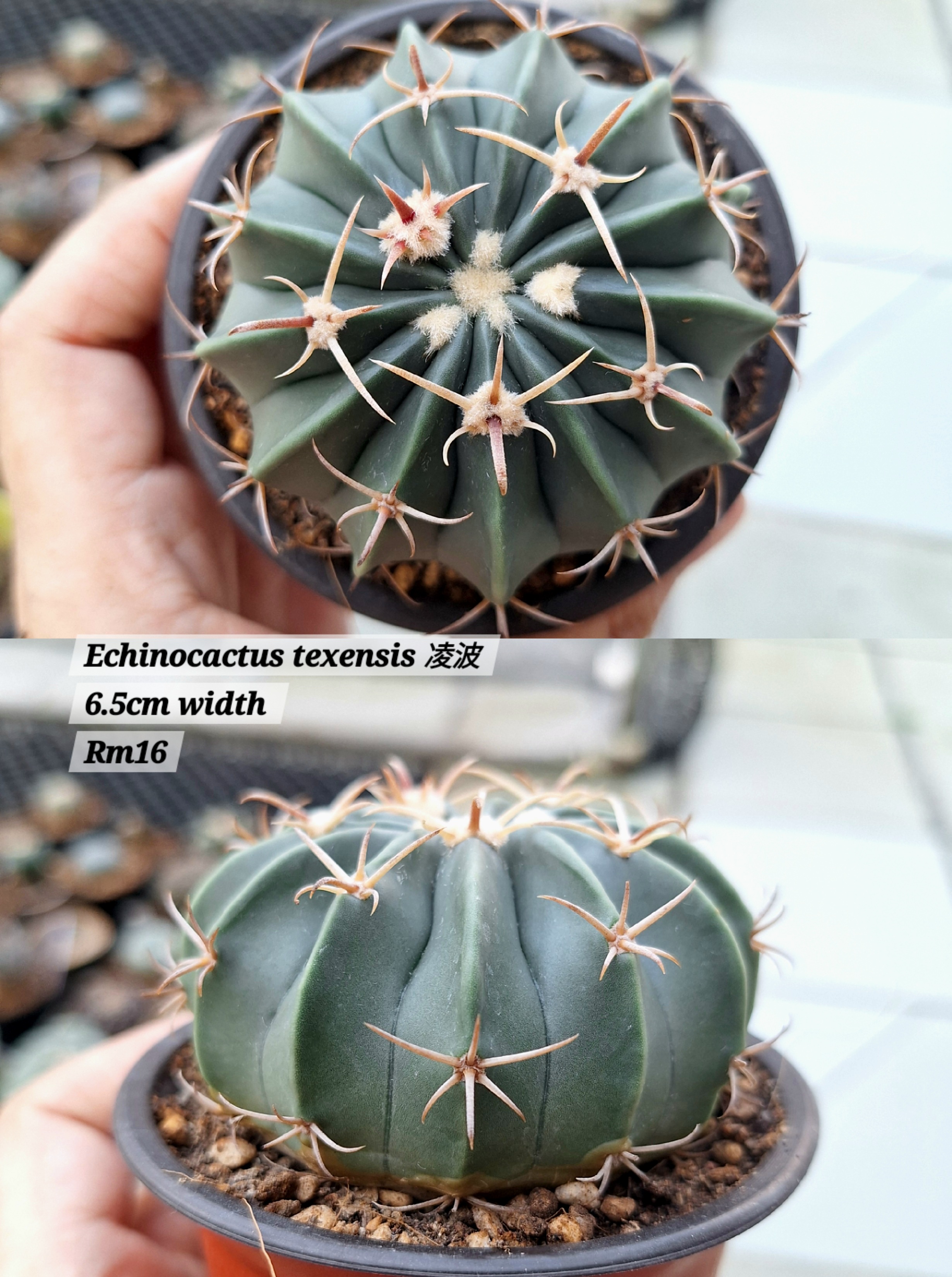 Cactus (Echinocactus texensis 凌波）