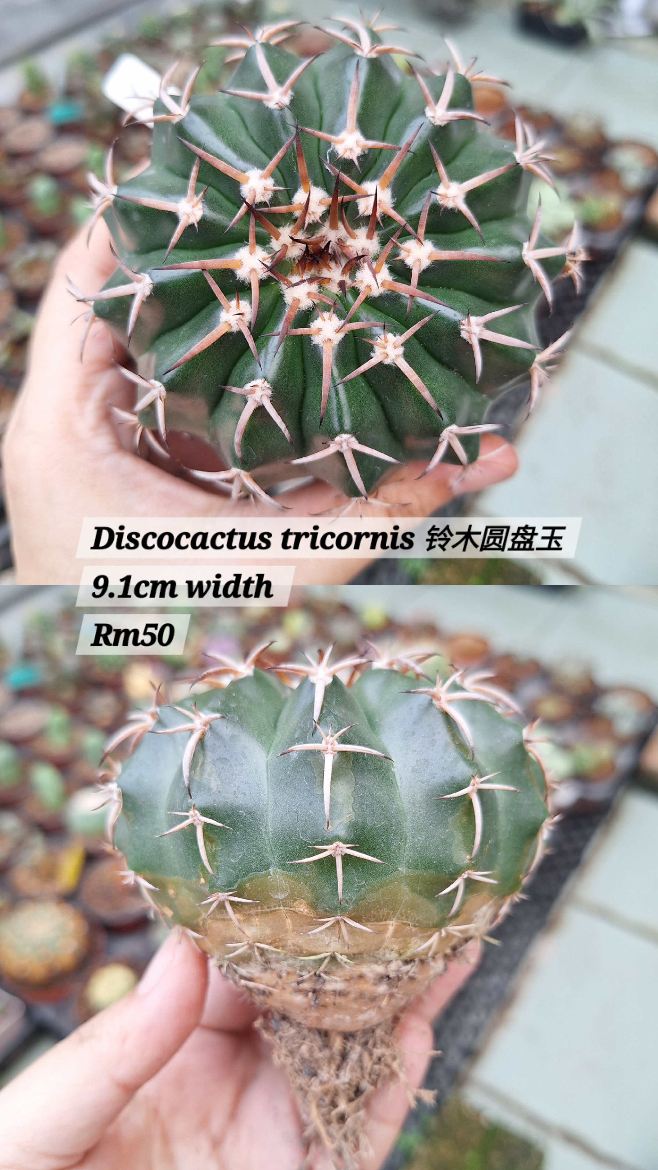 Cactus (Discocactus tricornis 铃木圆盘玉)