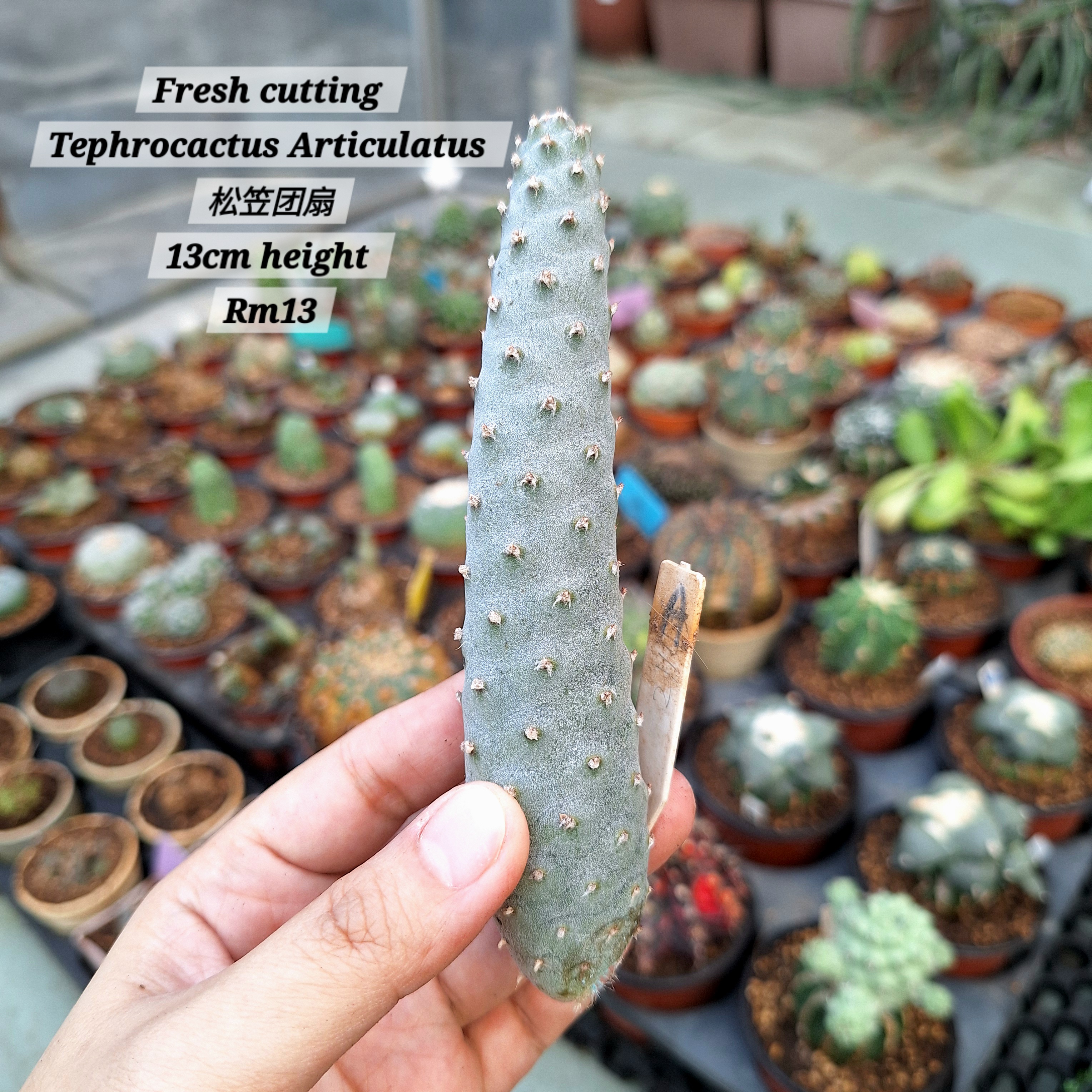 Cactus (Tephrocactus Articulatus 松笠团扇)