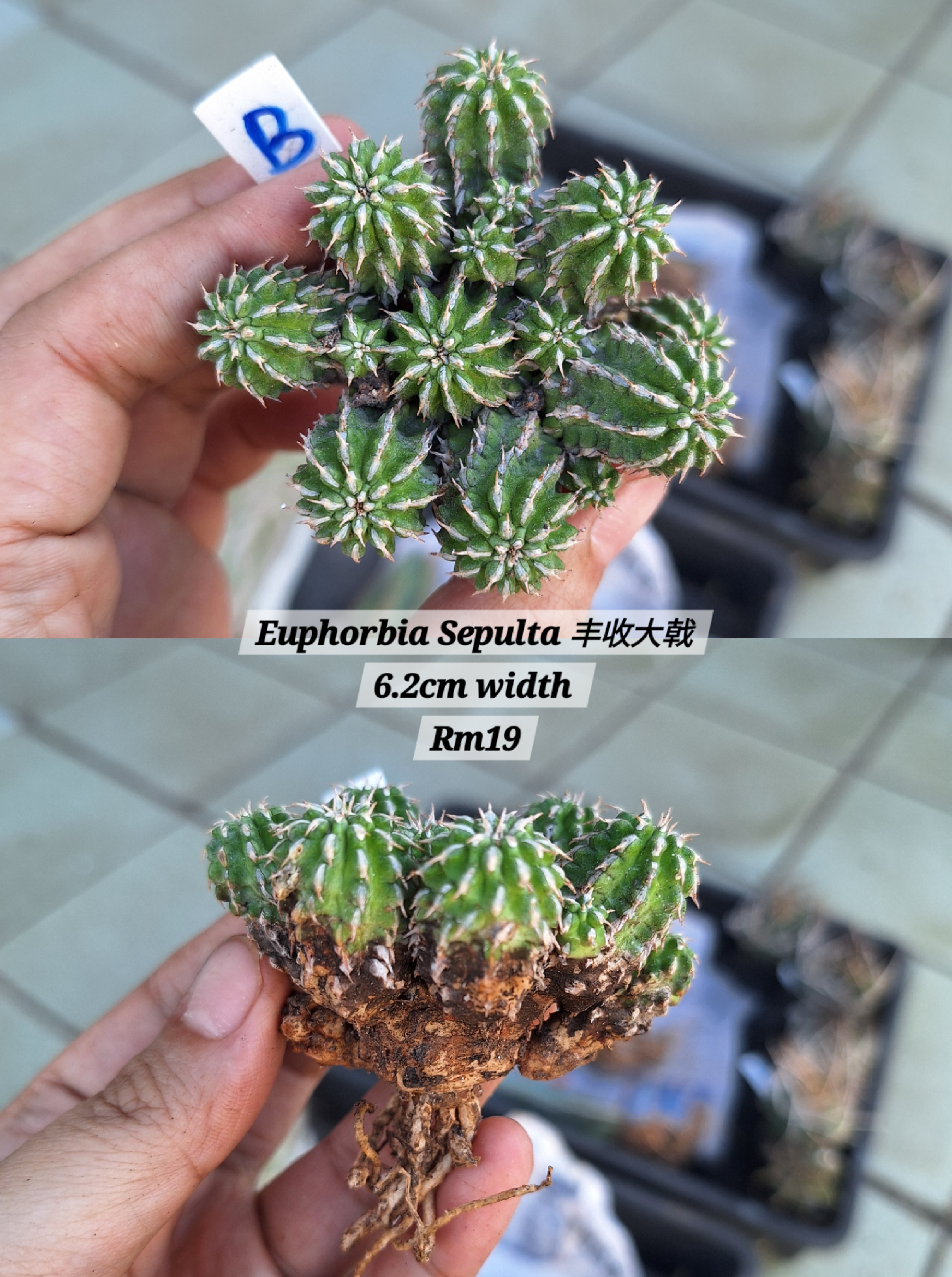  Plant (Euphorbia Sepulta 丰收大戟)