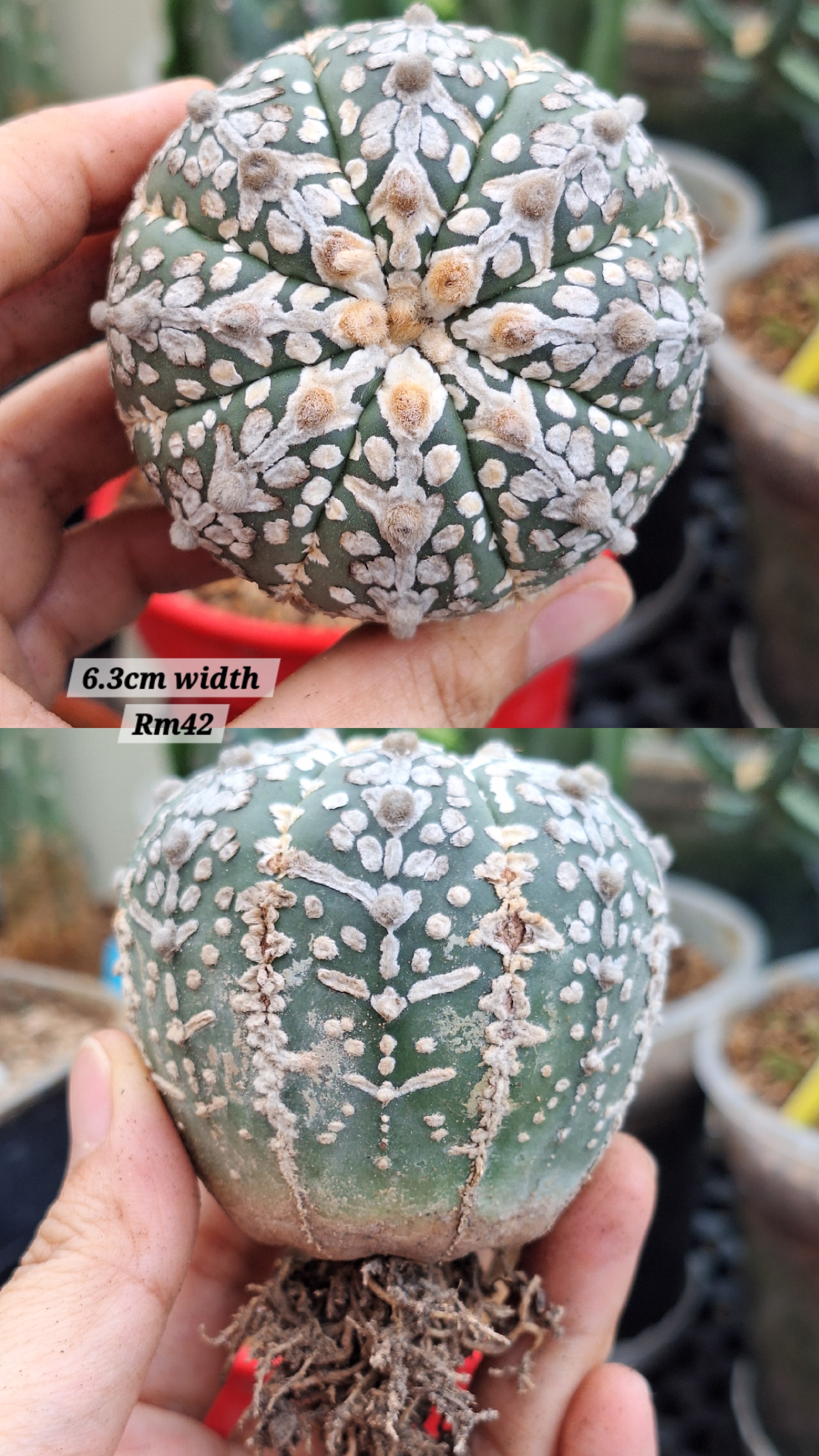 Cactus ( Astrophytum asterias）