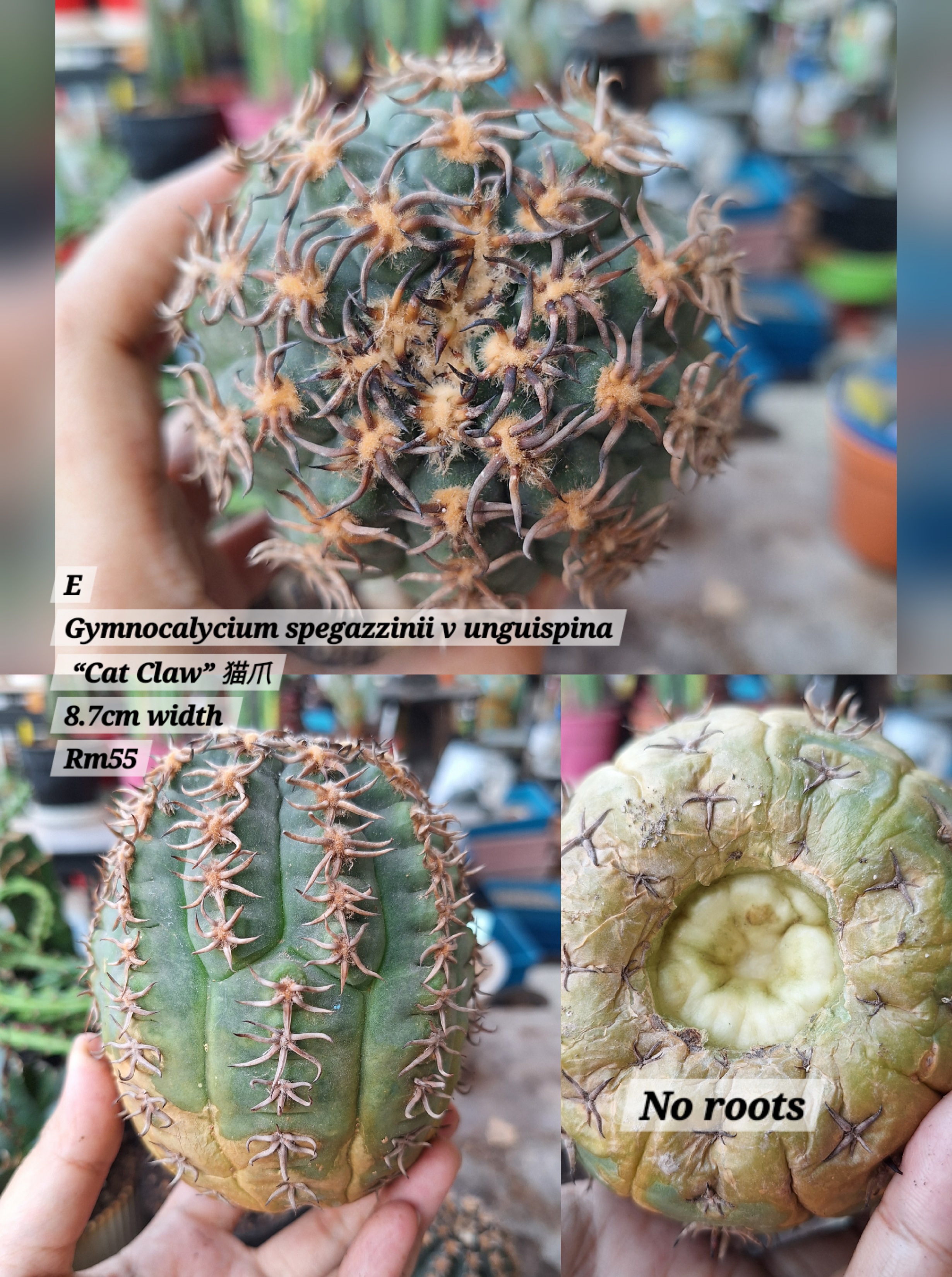 Cactus (Gymnocalycium spegazzinii v unguispina “Cat Claw” 猫爪)