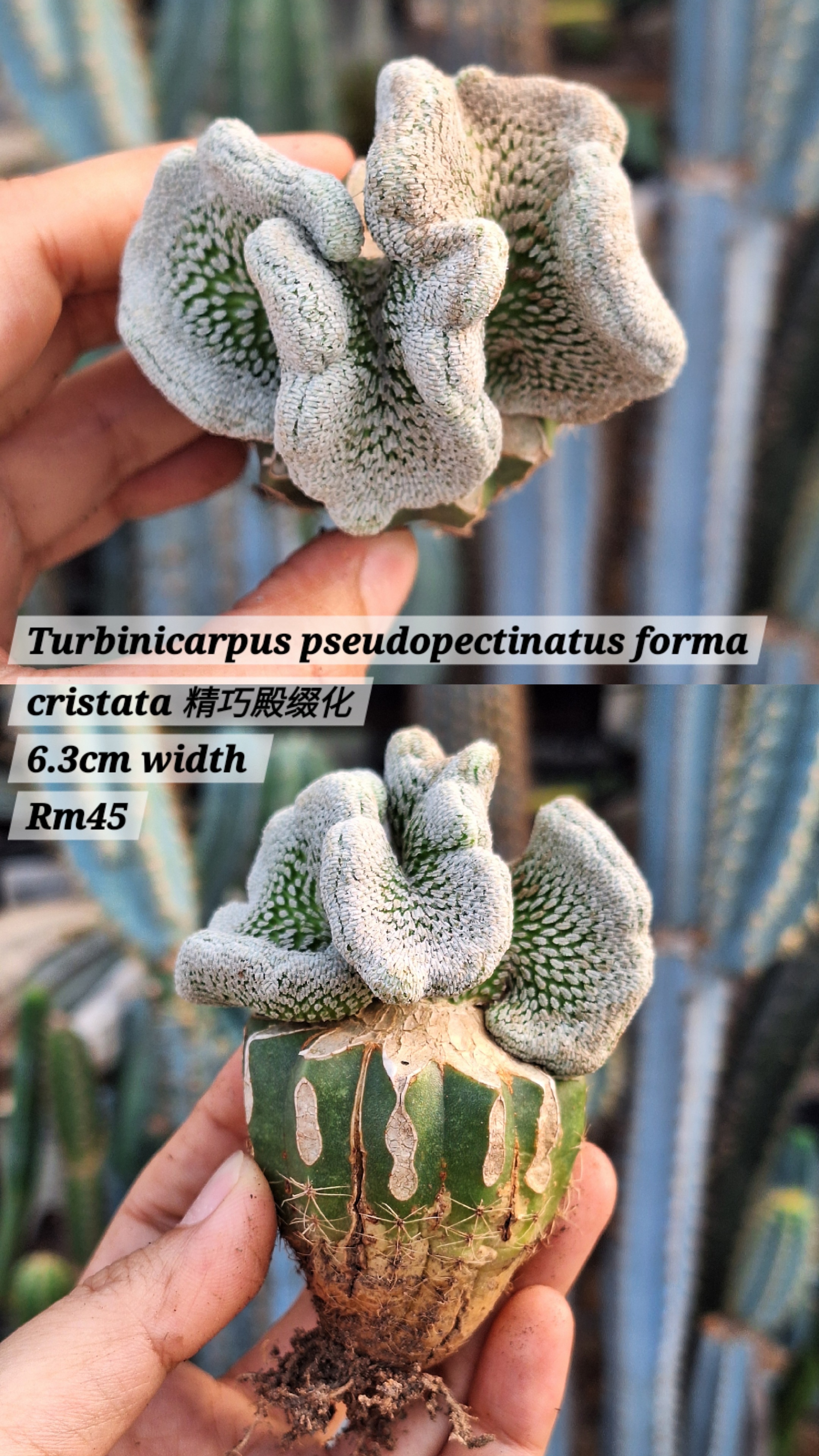 Cactus (Turbinicarpus pseudopectinatus forma cristata 精巧殿缀化)