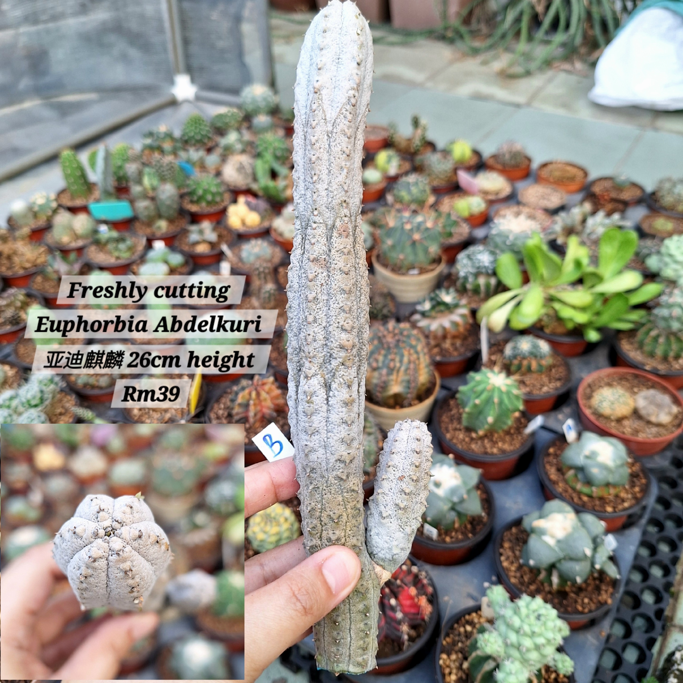 Plant (Euphorbia Abdelkuri 亚迪麒麟)