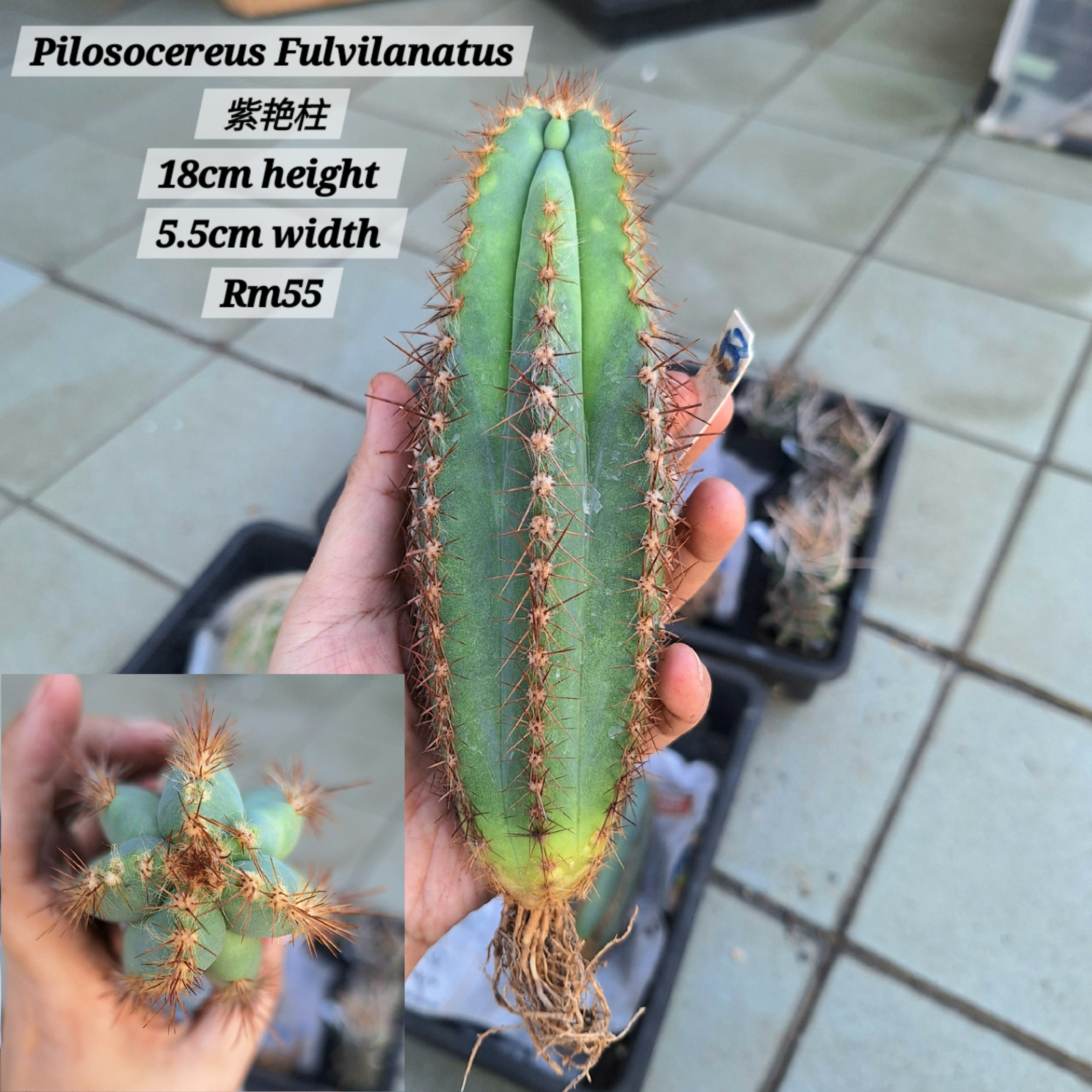 Cactus (Pilosocereus Fulvilanatus 紫艳柱)