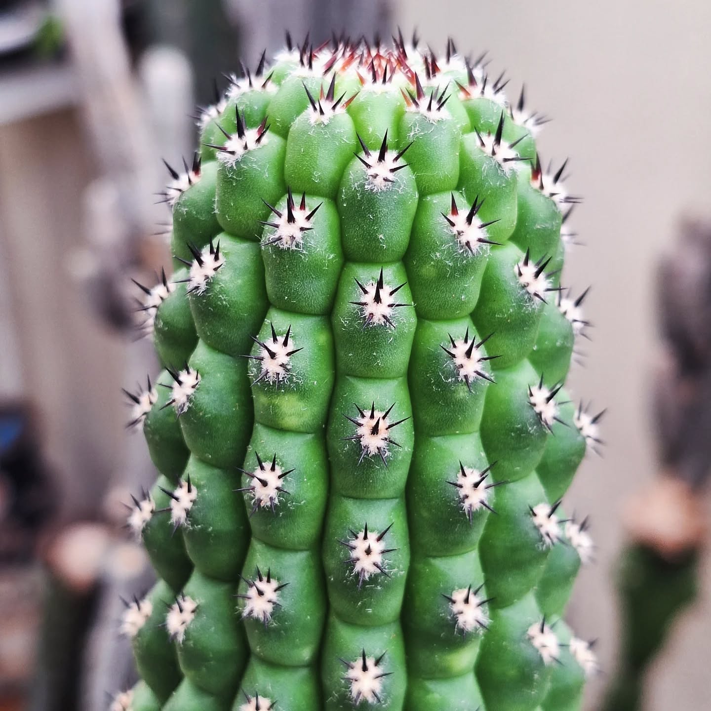 Cactus (Trichocereus Flamenco 弗拉门戈毛花柱)