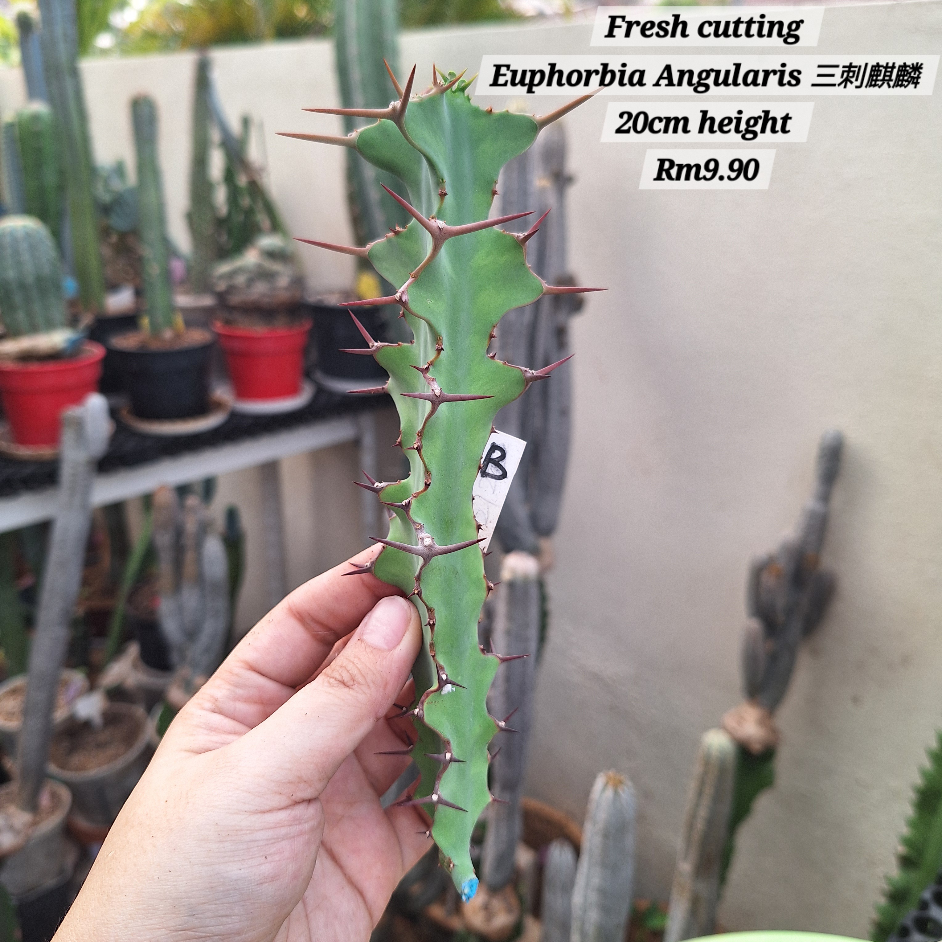 Plant (Euphorbia Angularis 三刺麒麟)