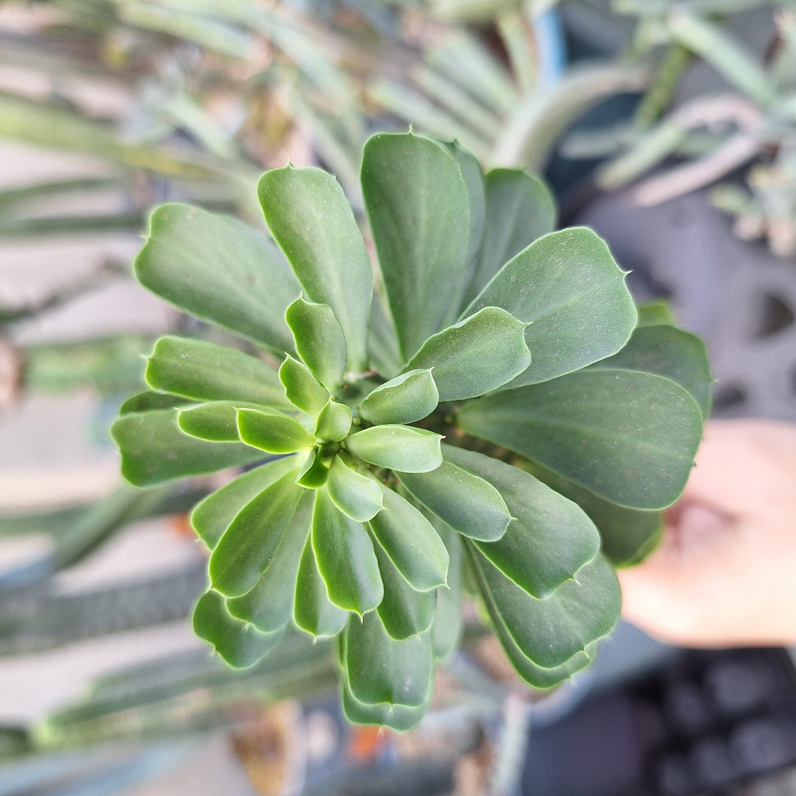 Plant (Euphorbia Royleana F. Inermis 霸王鞭 )
