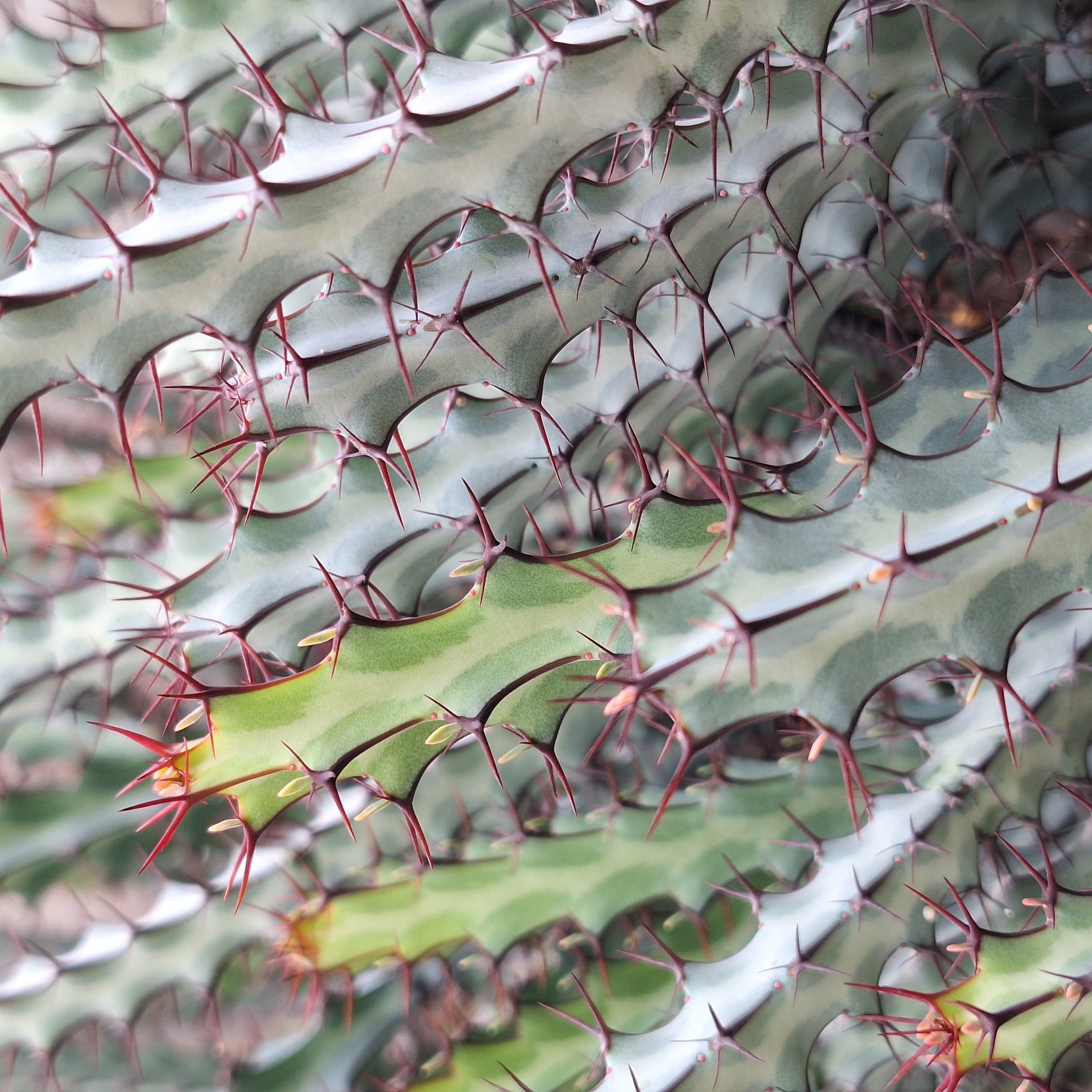  Plant (Euphorbia Greenwayii 绿威麒麟)