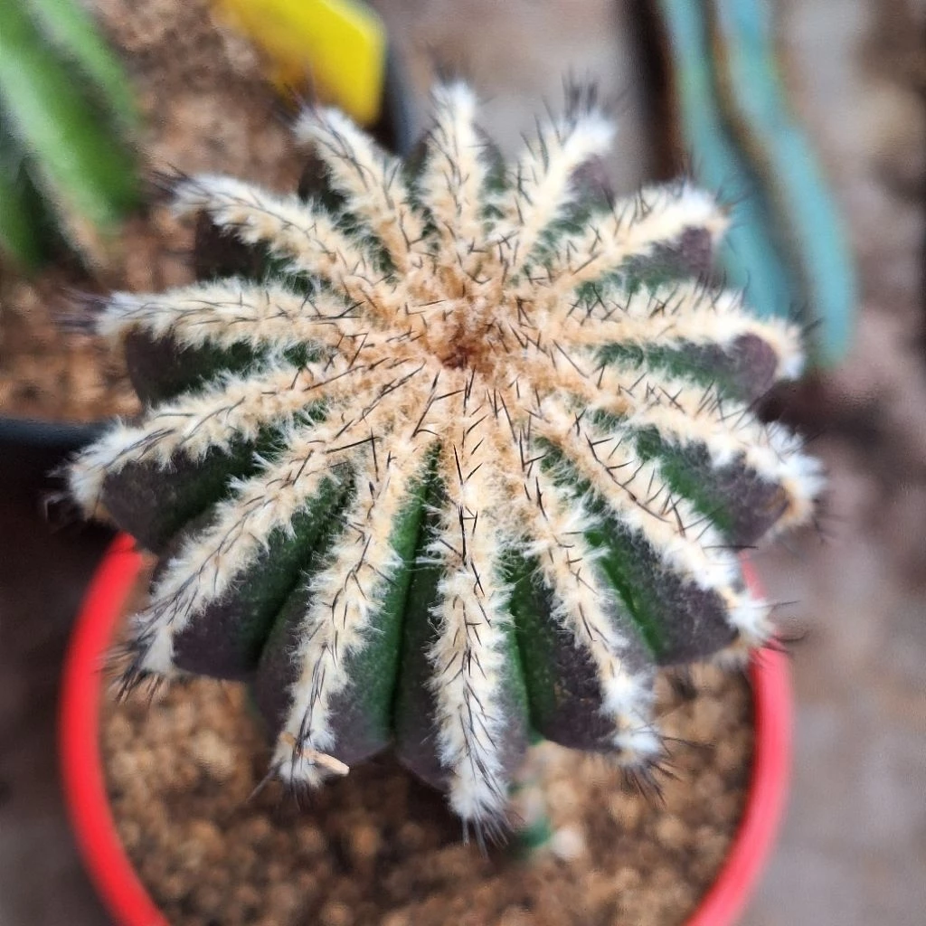 Cactus (Uebelmannia pectinifera 紫皮优伯球)