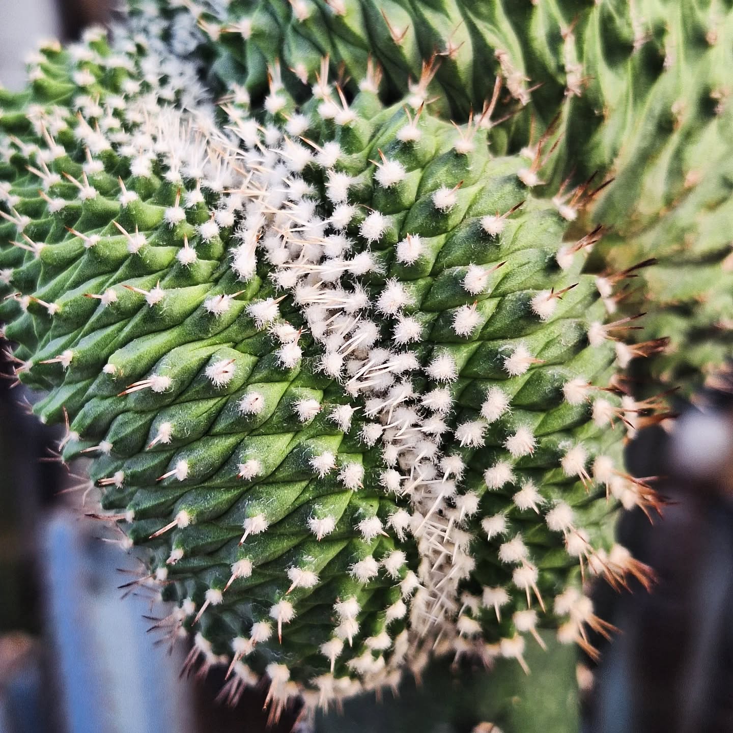 Cactus (Strombocactus disciformis cristata 菊水缀化)