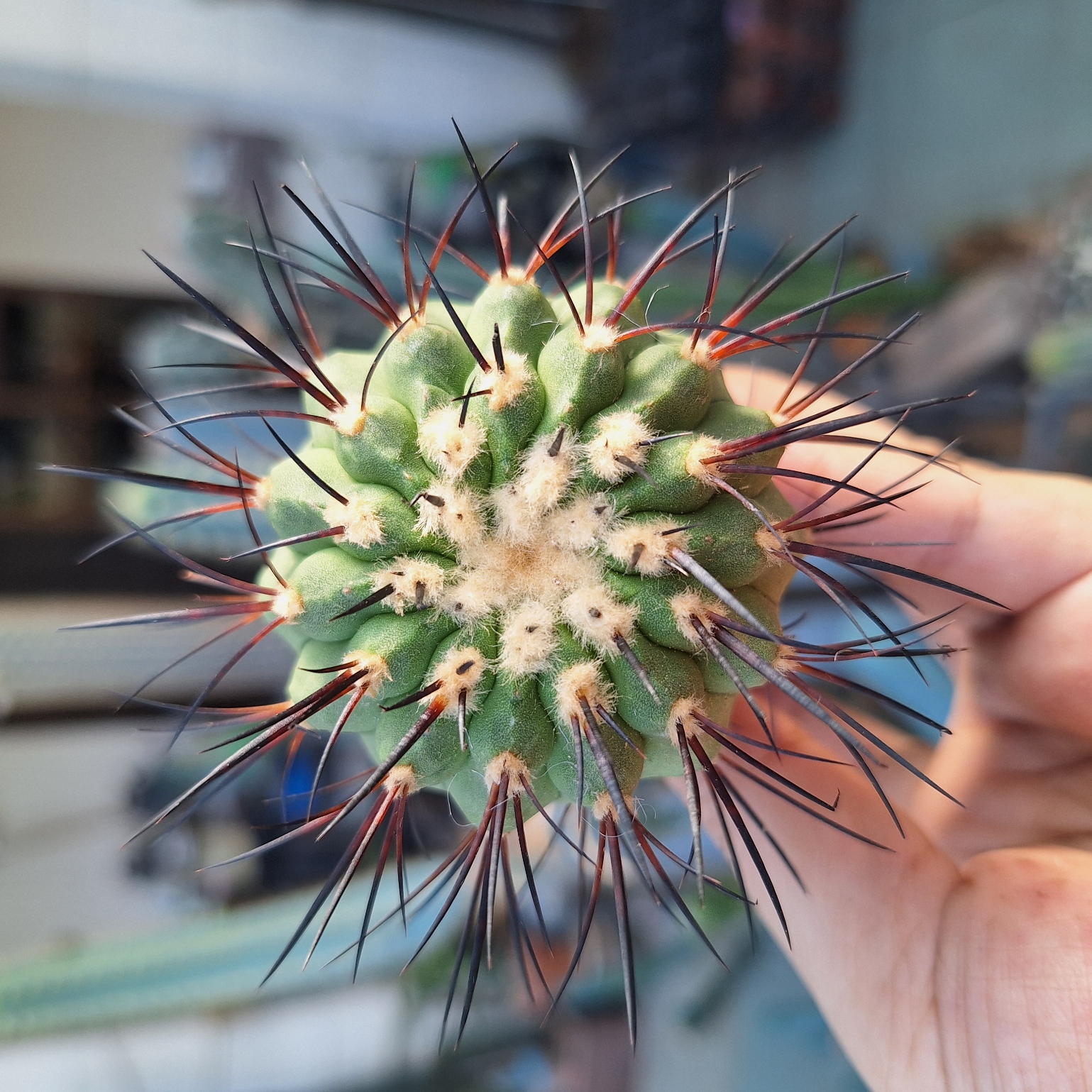 Cactus ( Copiapoa cinerea 黑王丸）