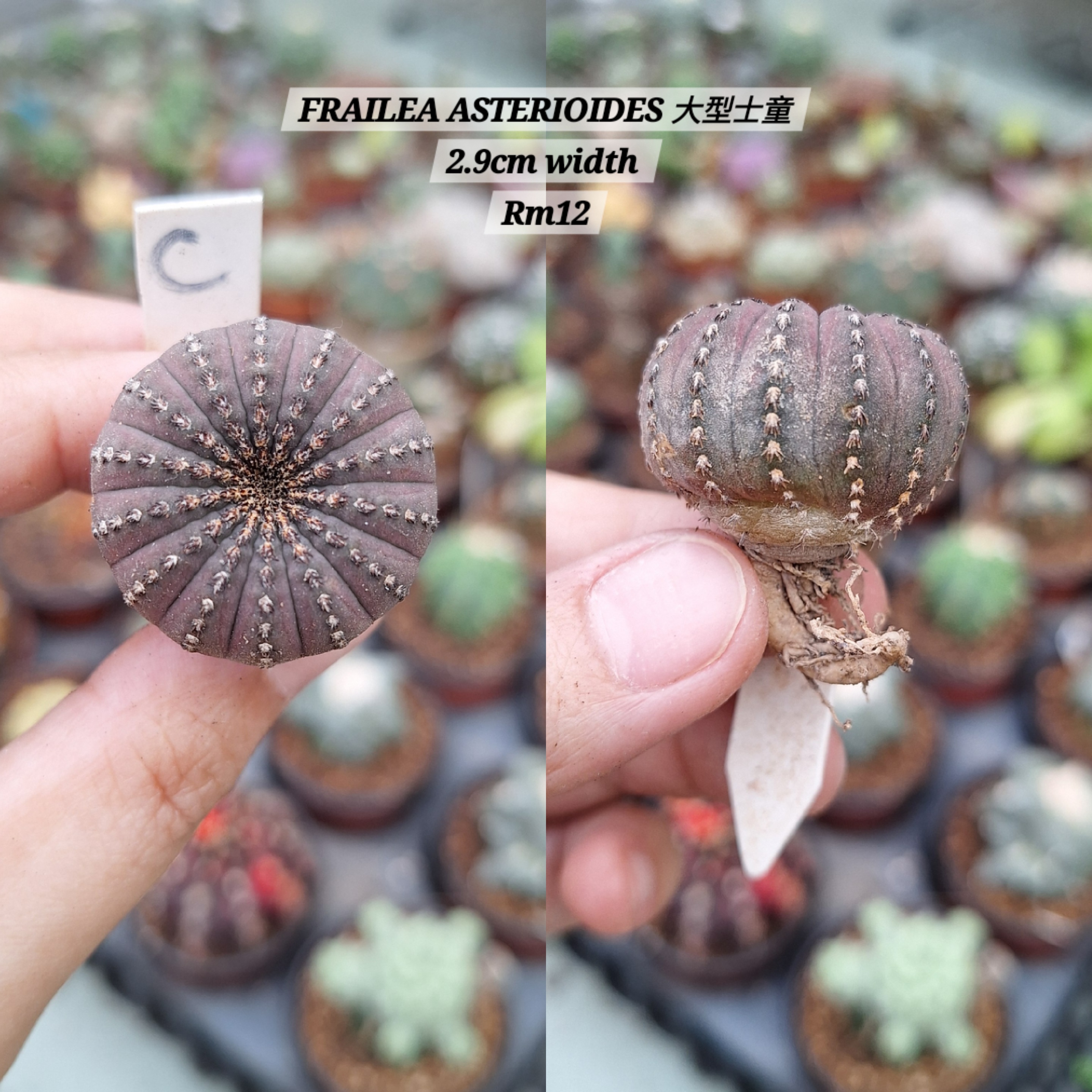  Cactus (FRAILEA ASTERIOIDES 大型士童)