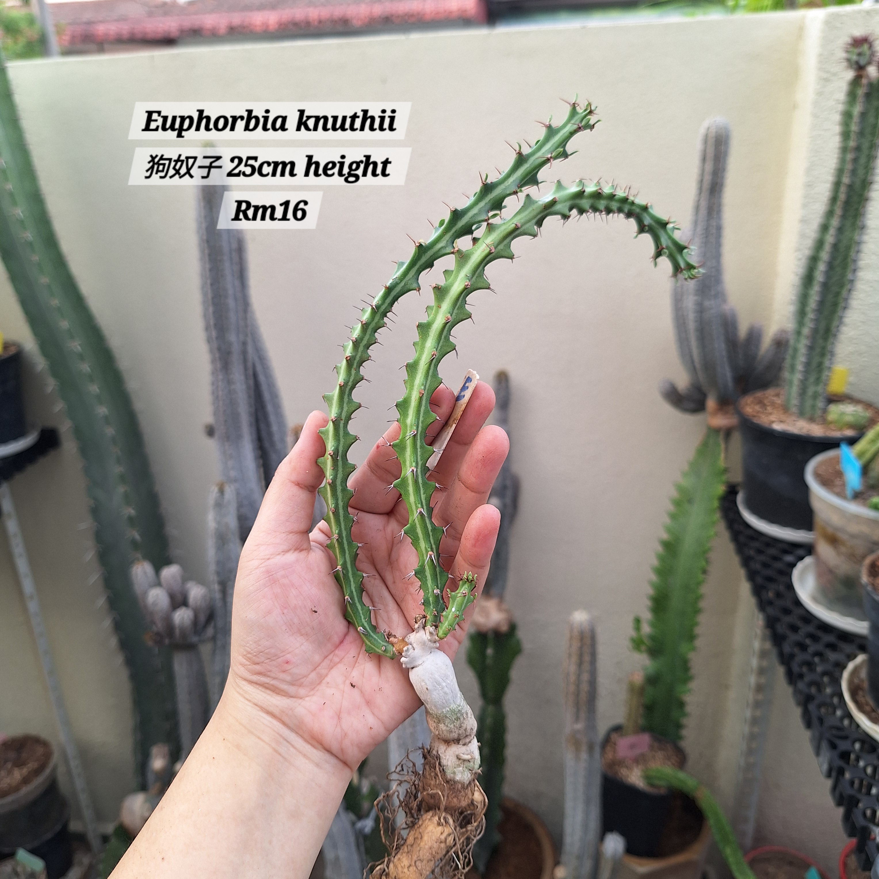 Plant (Euphorbia knuthii 狗奴子)