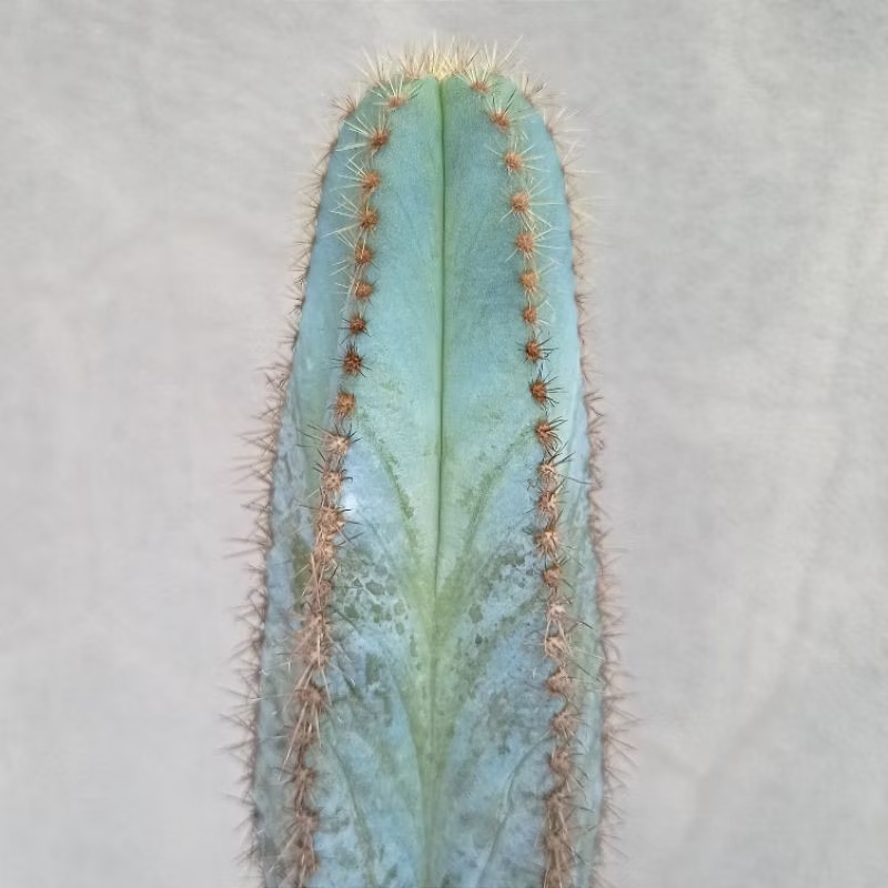 Cactus (Pilosocereus Magnificus 金青阁)