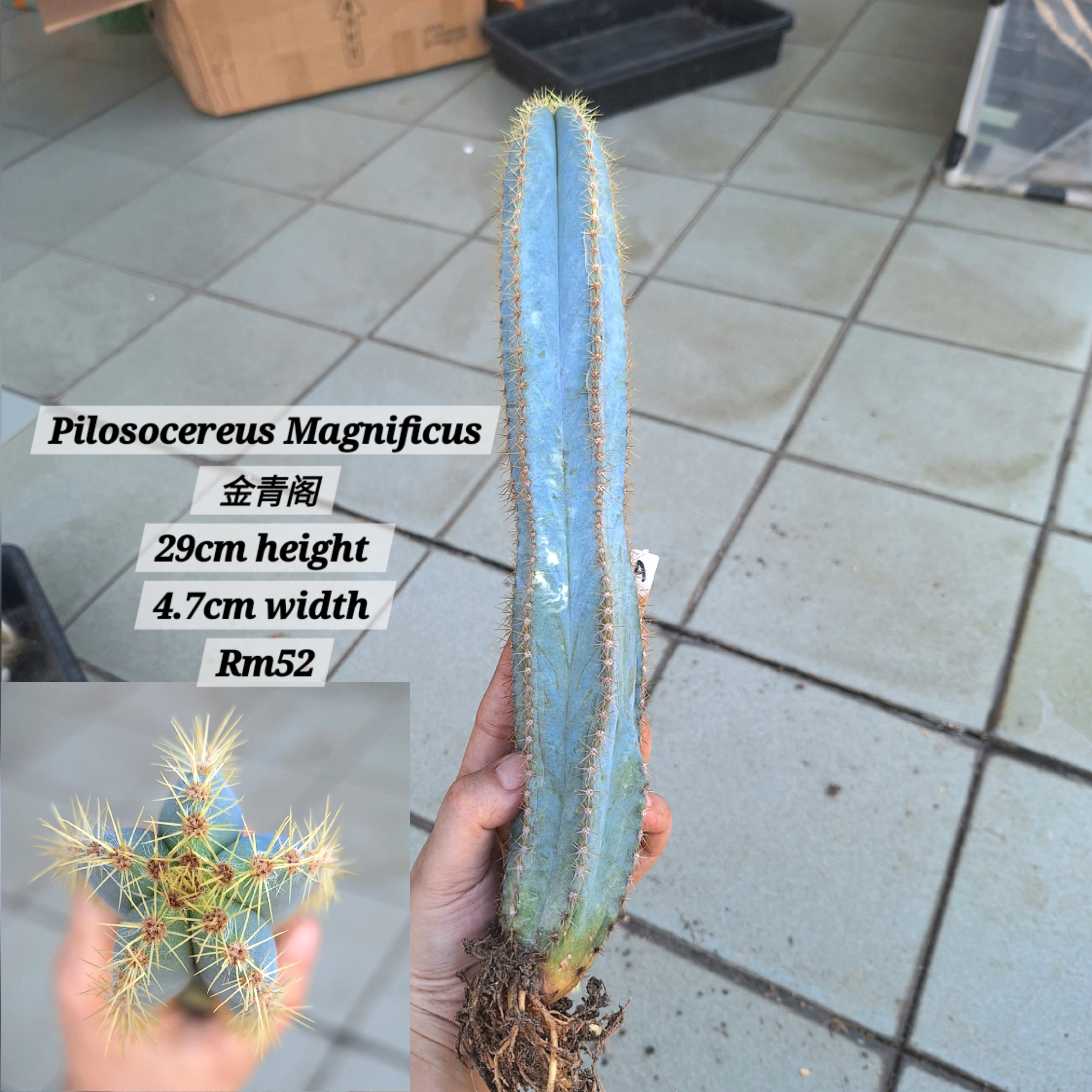 Cactus (Pilosocereus Magnificus 金青阁)