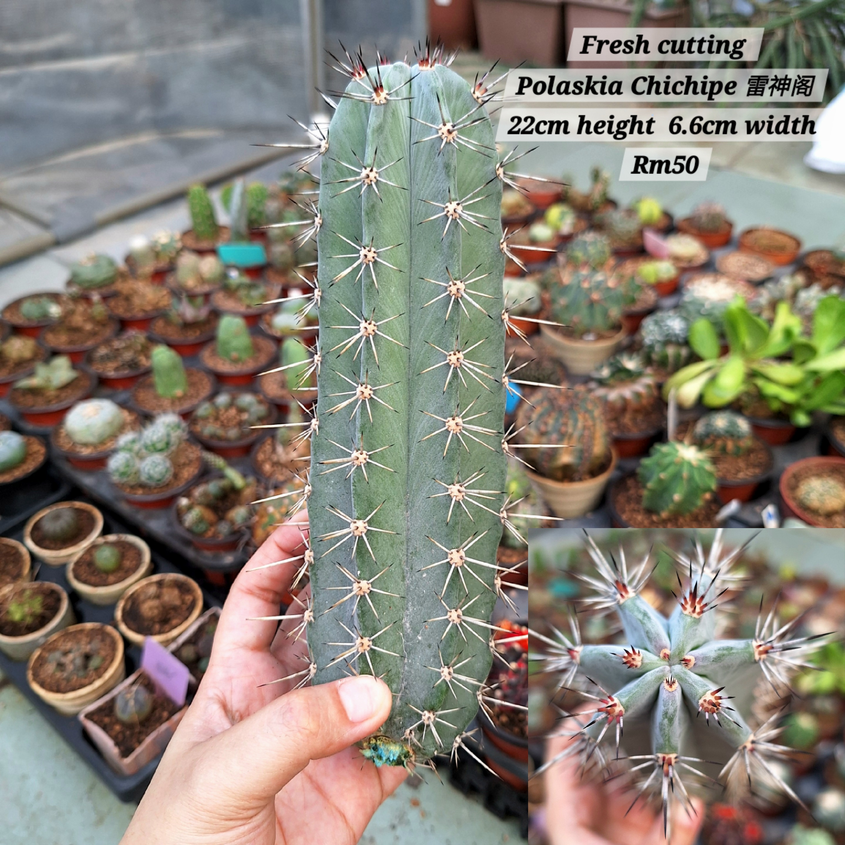 Cactus (Polaskia Chichipe 雷神阁)