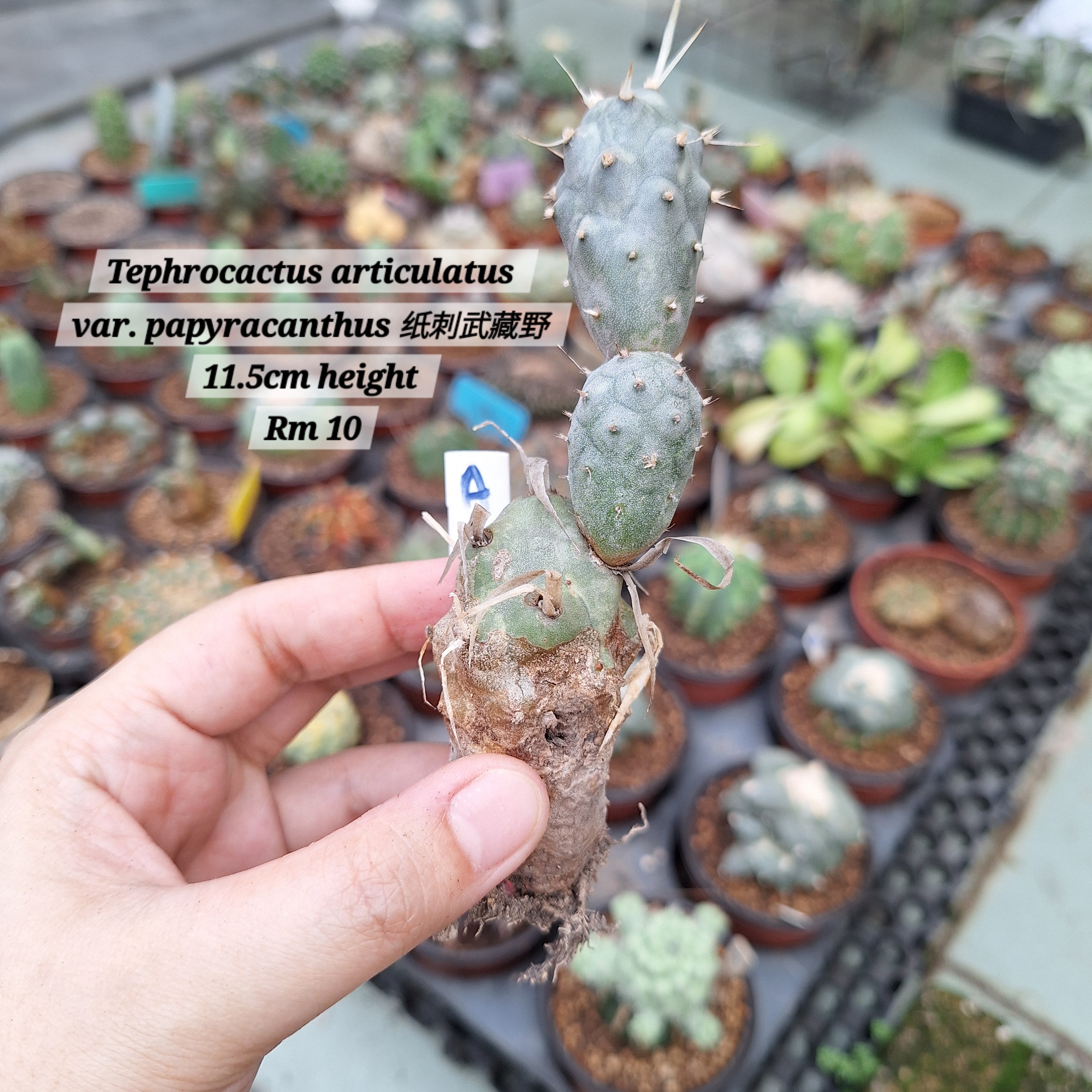 Cactus (Tephrocactus articulatus var. papyracanthus 纸刺武藏野)