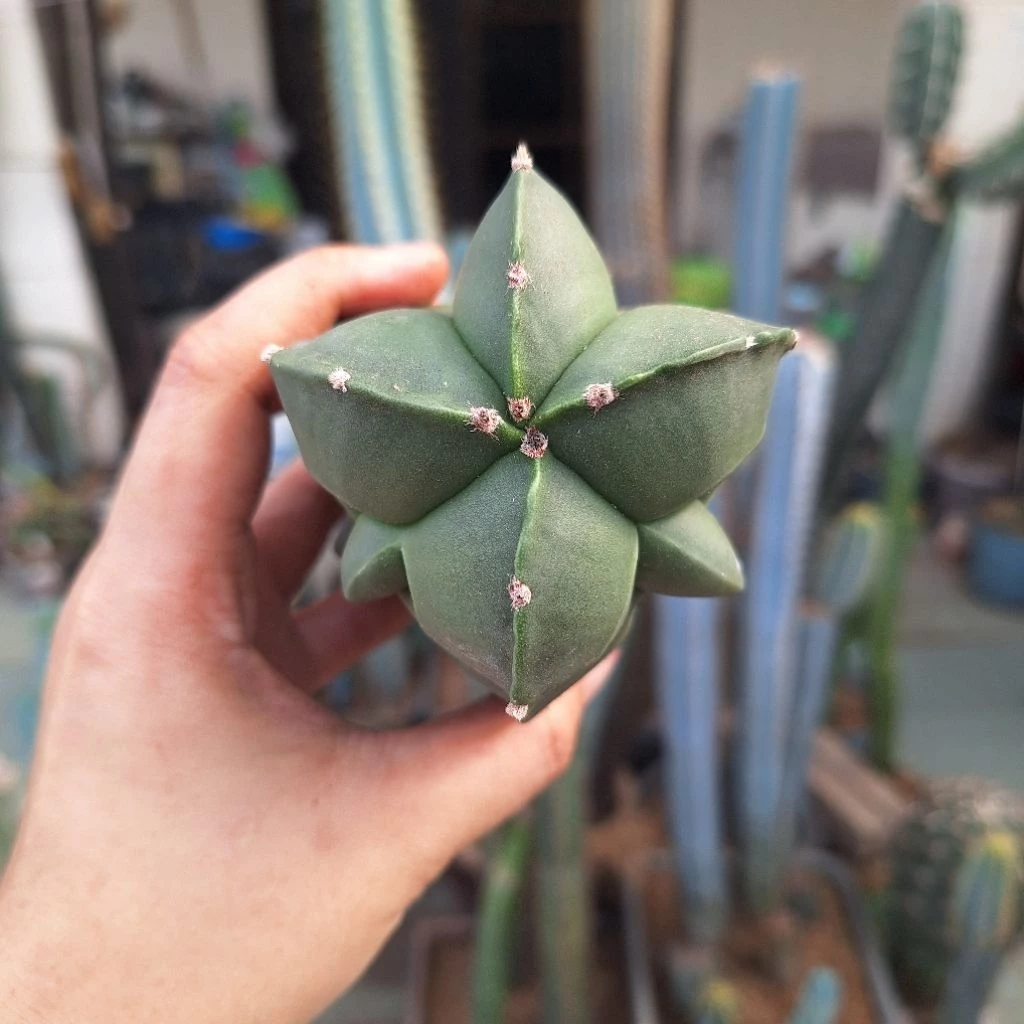Cactus (Astrophytum )