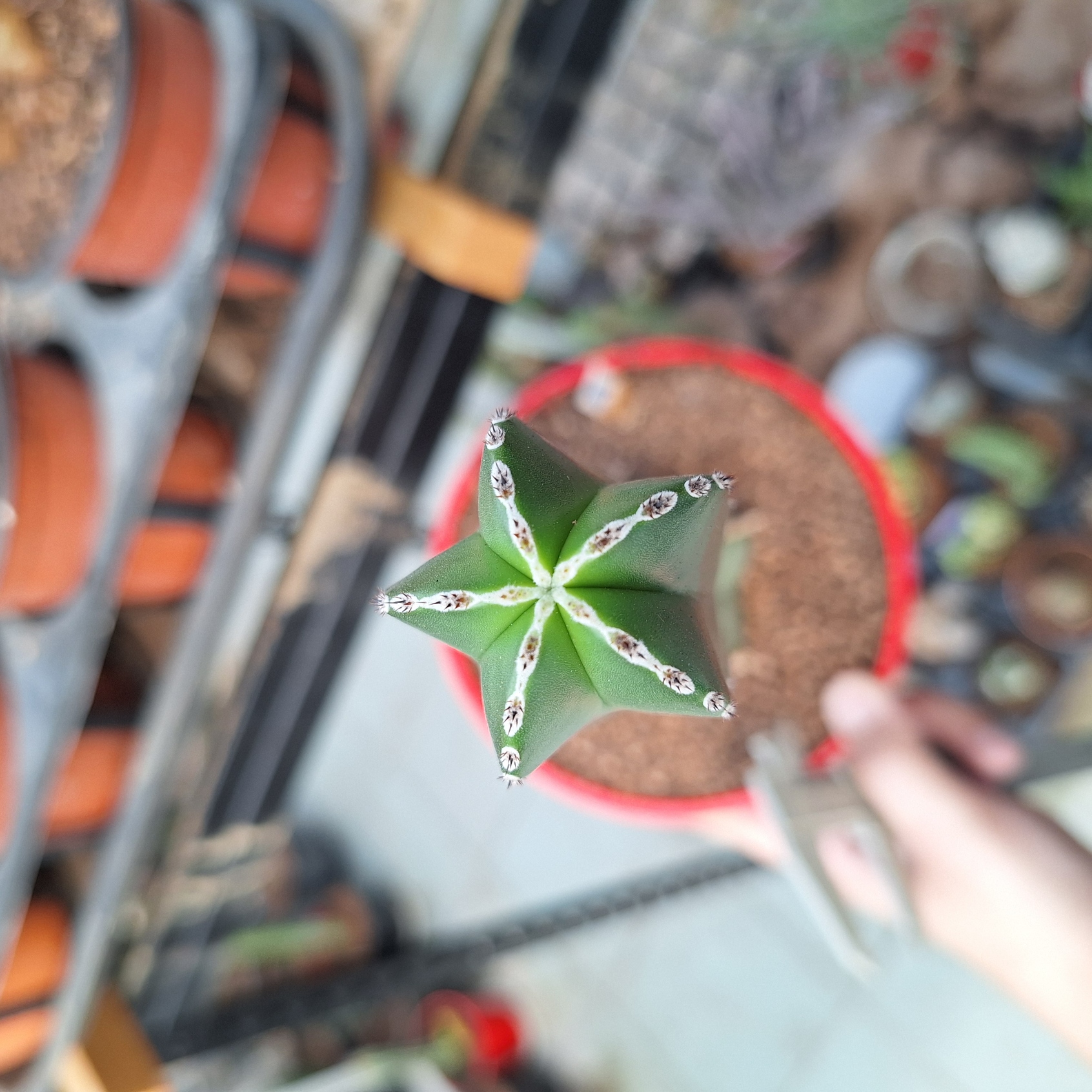 Cactus ( Pachycereus marginatus 白云阁）