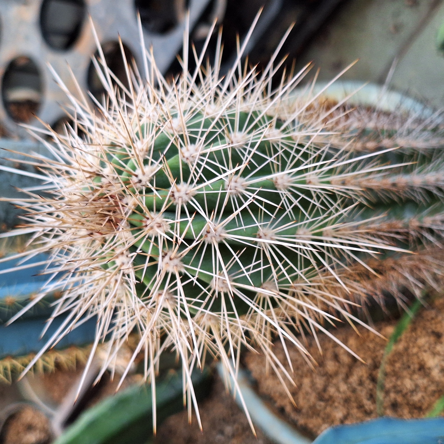  Cactus (Pachycereus pringlei 幸福柱）