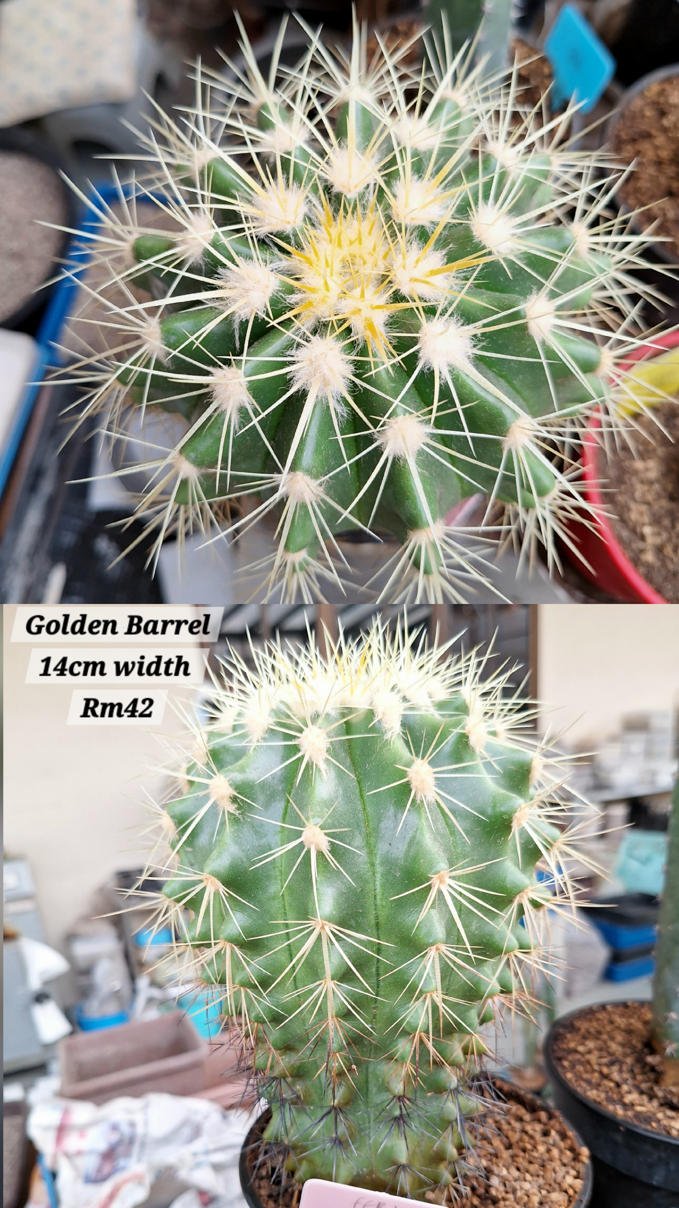 Catus ( Golden barrel )