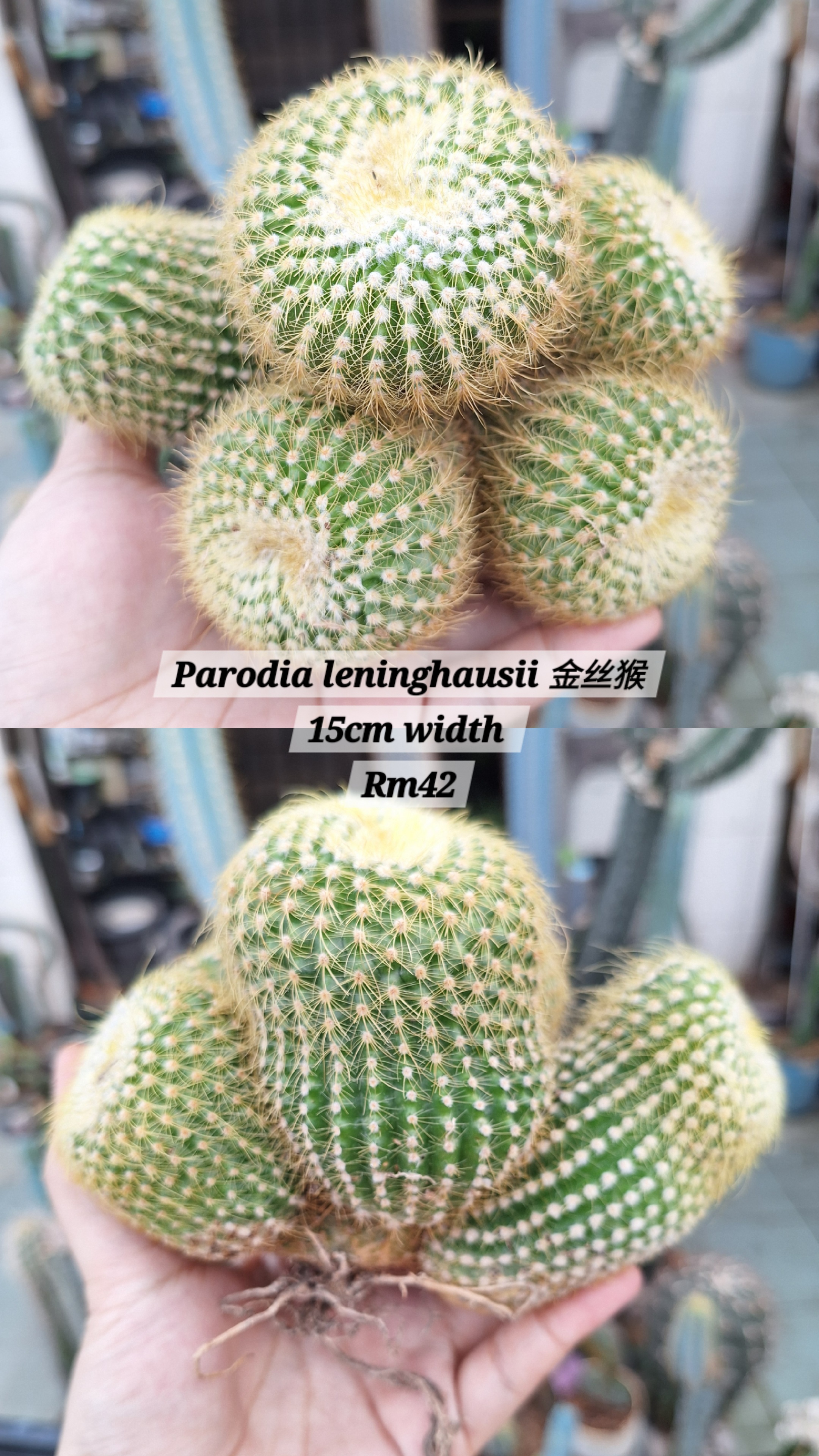  Cactus (Parodia leninghausii 金丝猴)