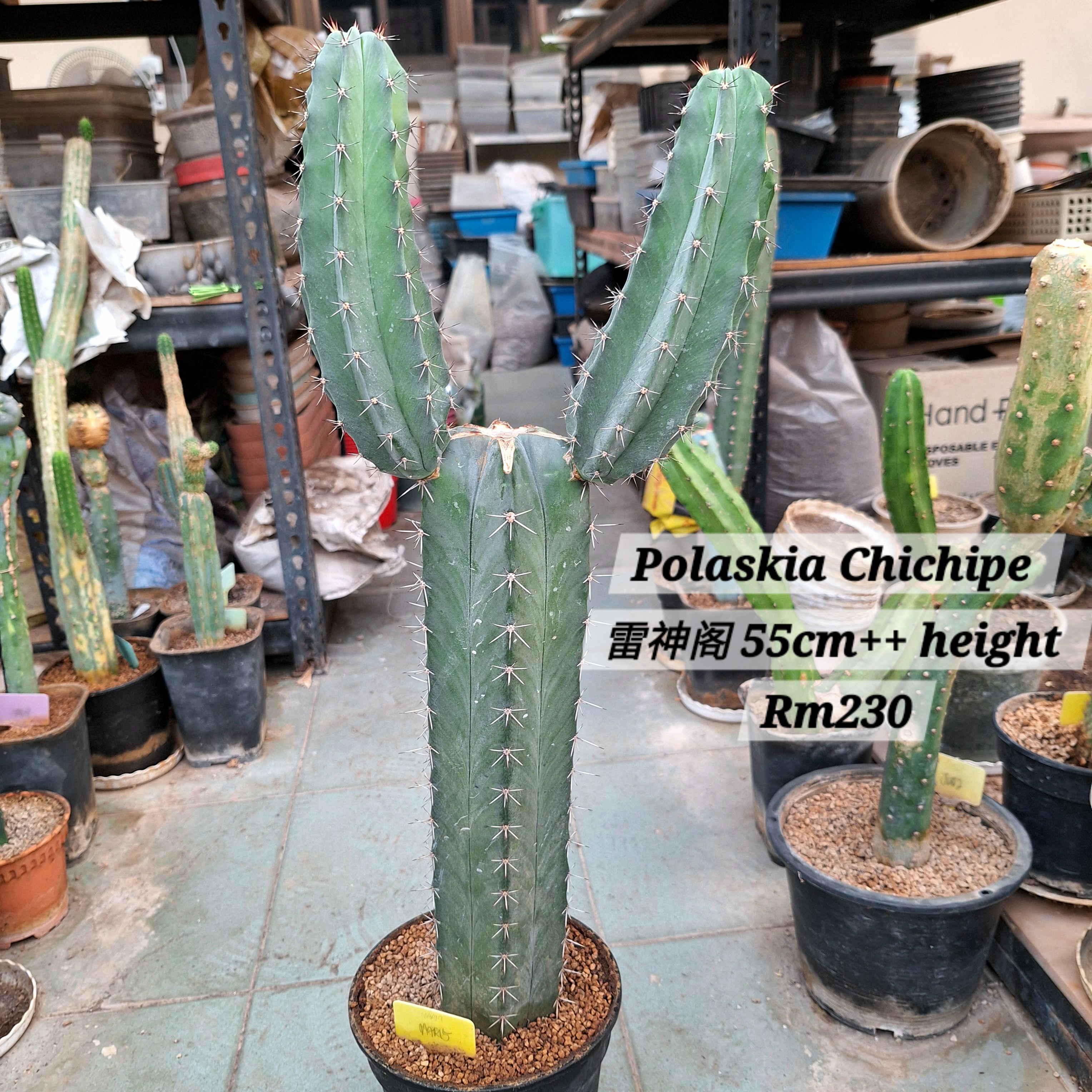 Cactus (Polaskia Chichipe 雷神阁)