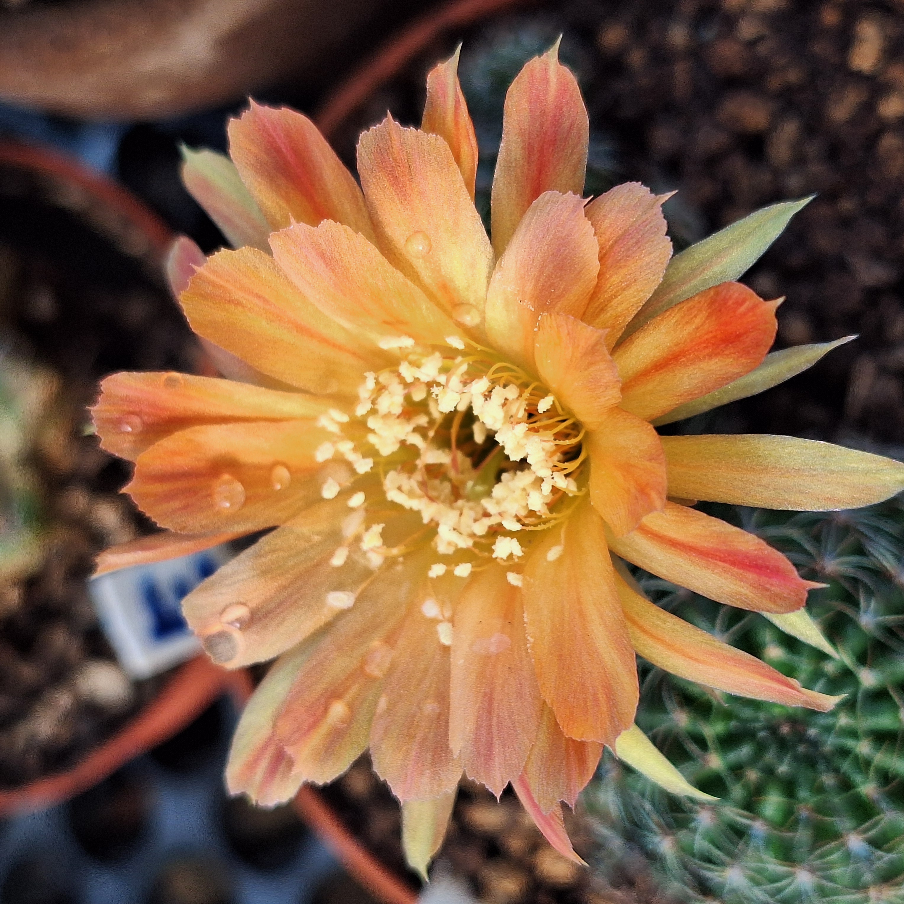 Cactus ( Lobivia 橙色丽花）