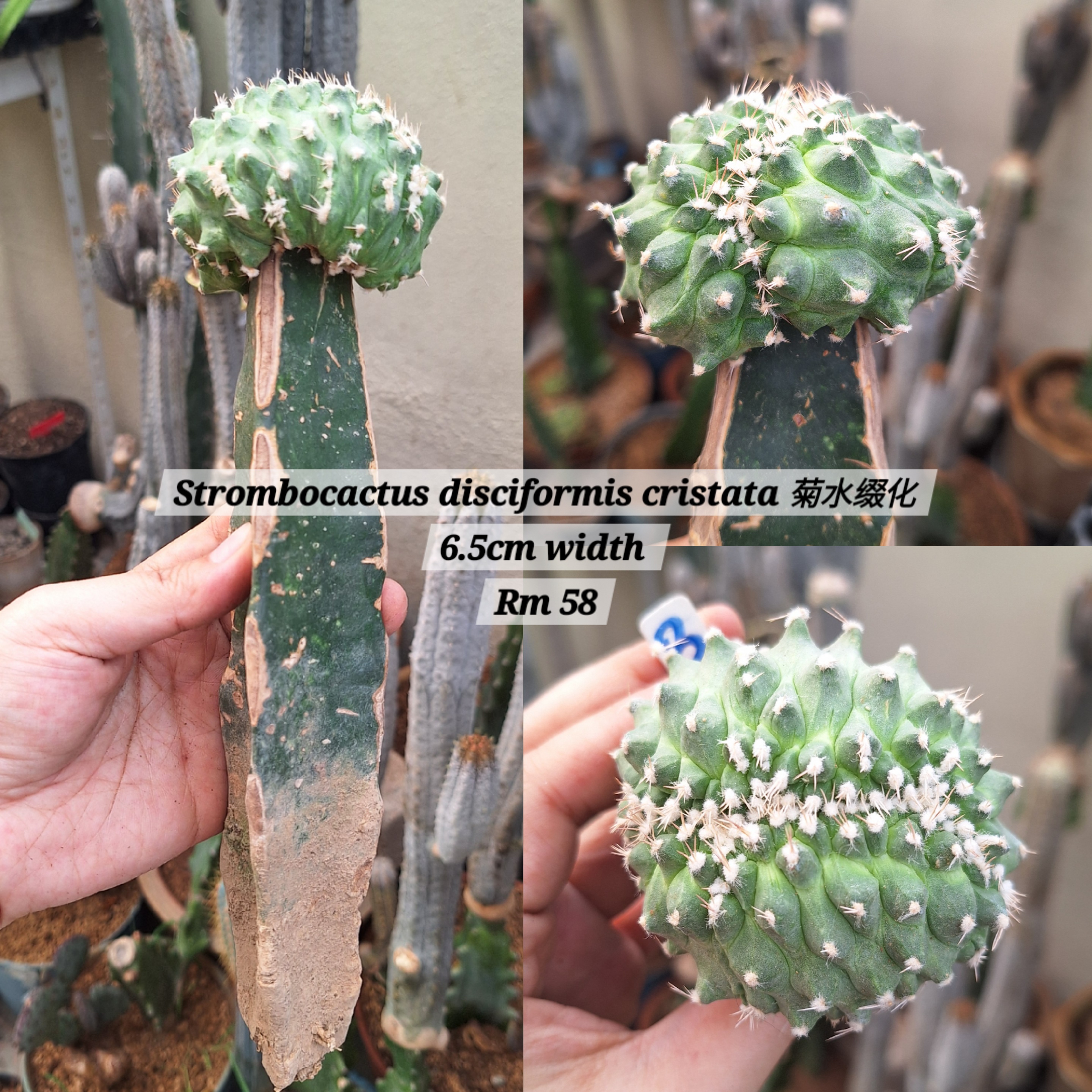 Cactus (Strombocactus disciformis cristata 菊水缀化)