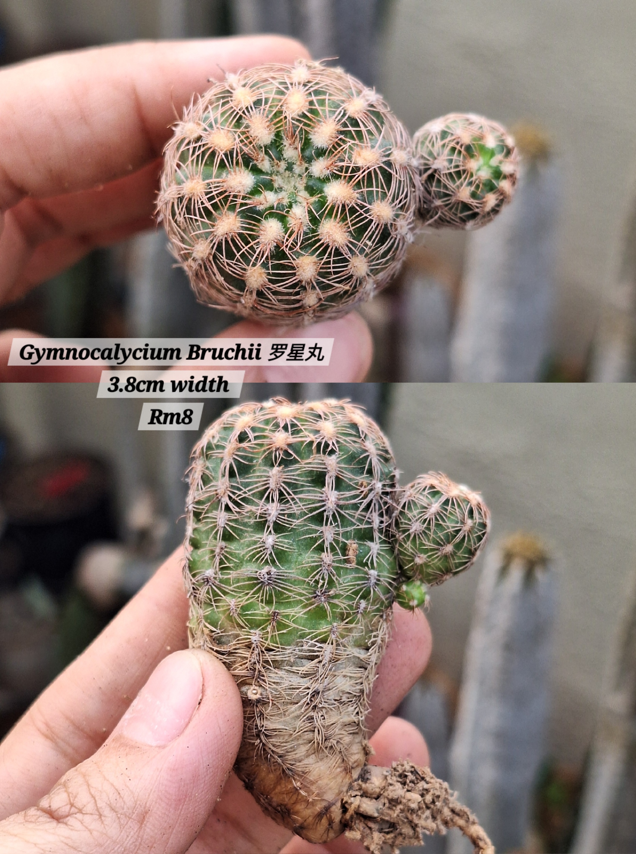 Cactus (Gymnocalycium Bruchii 罗星丸）