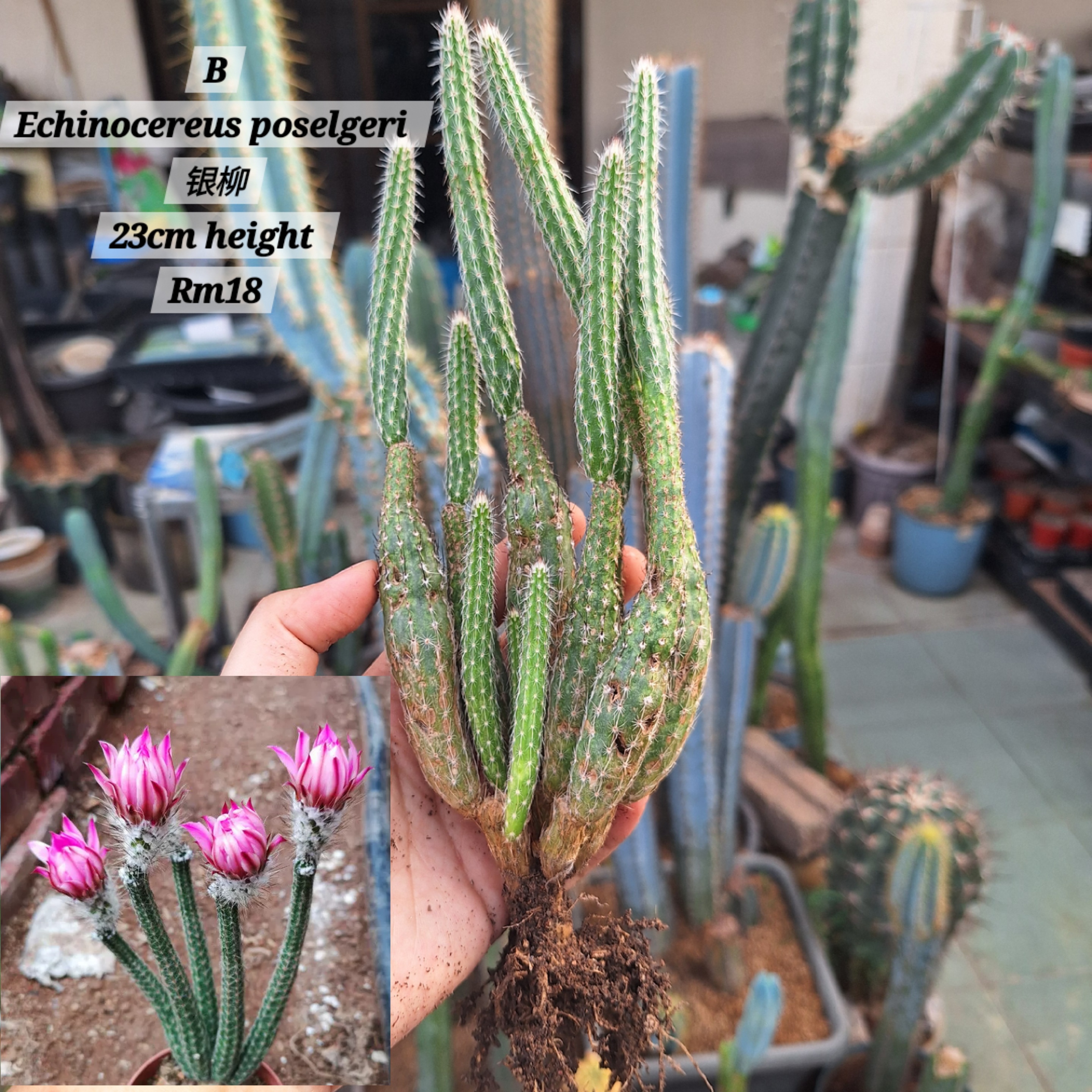 Cactus ( Echinocereus poselgeri 银柳）